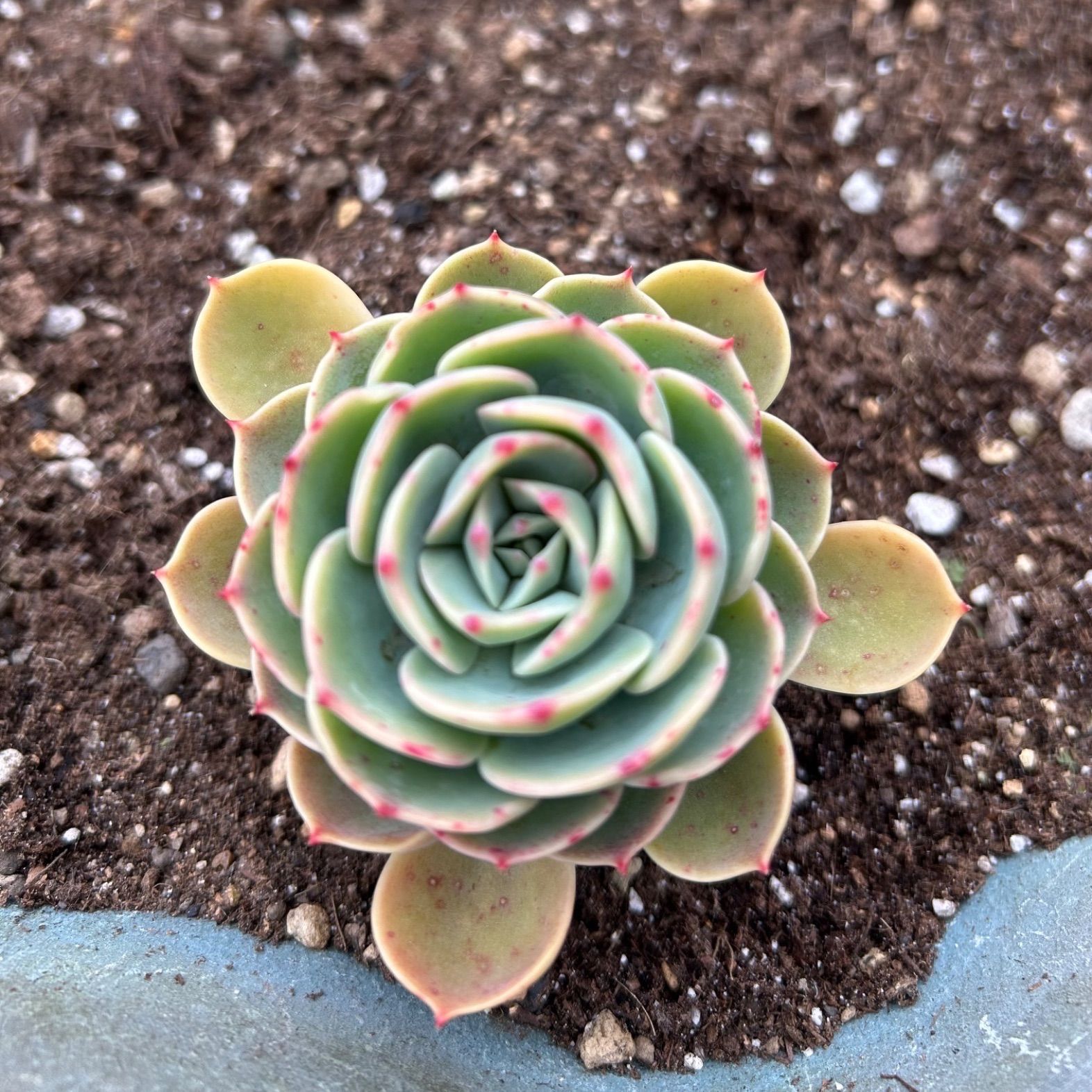 多肉植物 七福神⑤ 子株付き 抜き苗 - メルカリ