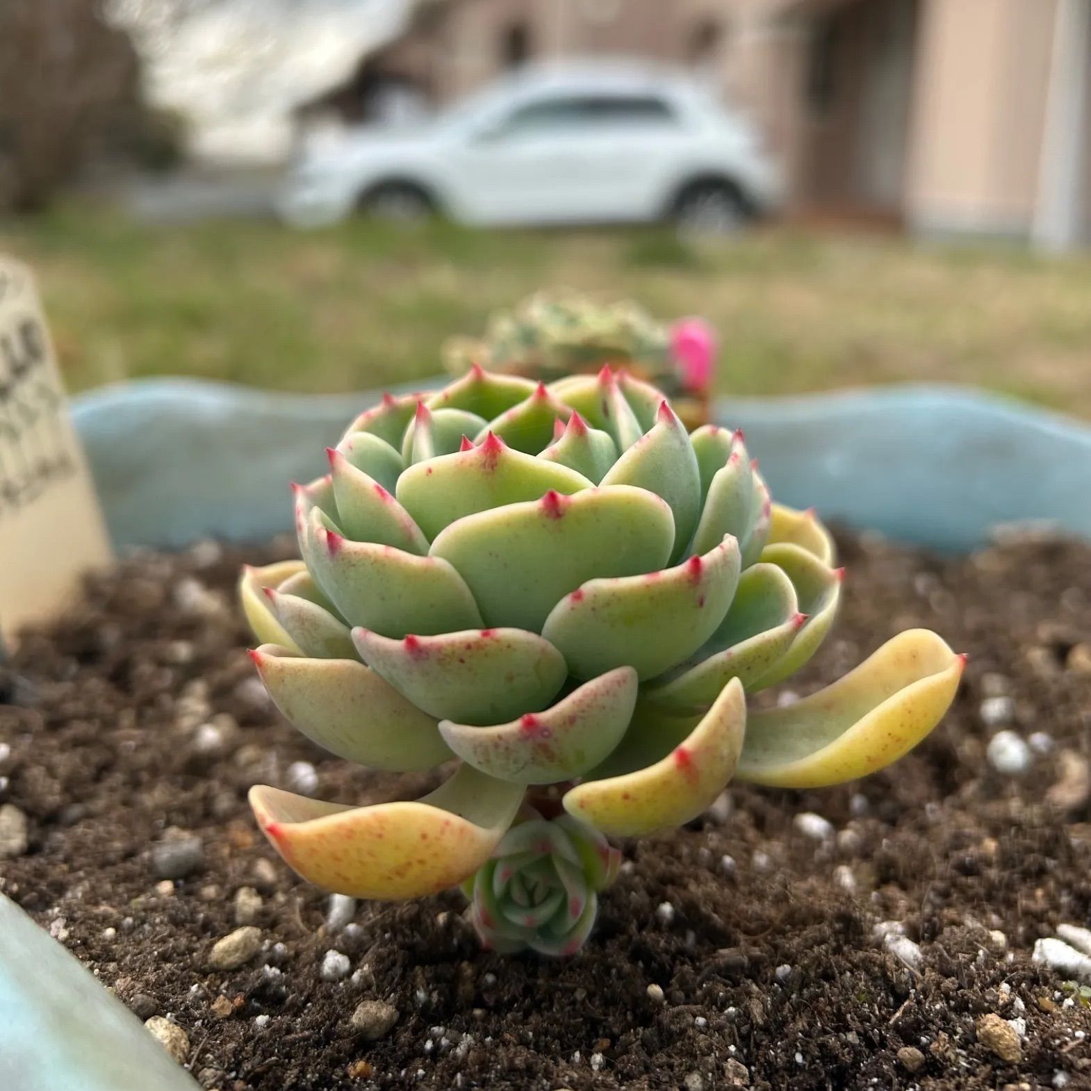 多肉植物 七福神⑤ 子株付き 抜き苗 - メルカリ