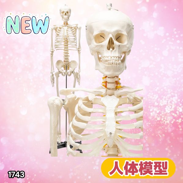 1743 全身 人体 模型 170cm 神経根有り 全身 骨格 標本 骸骨 人骨