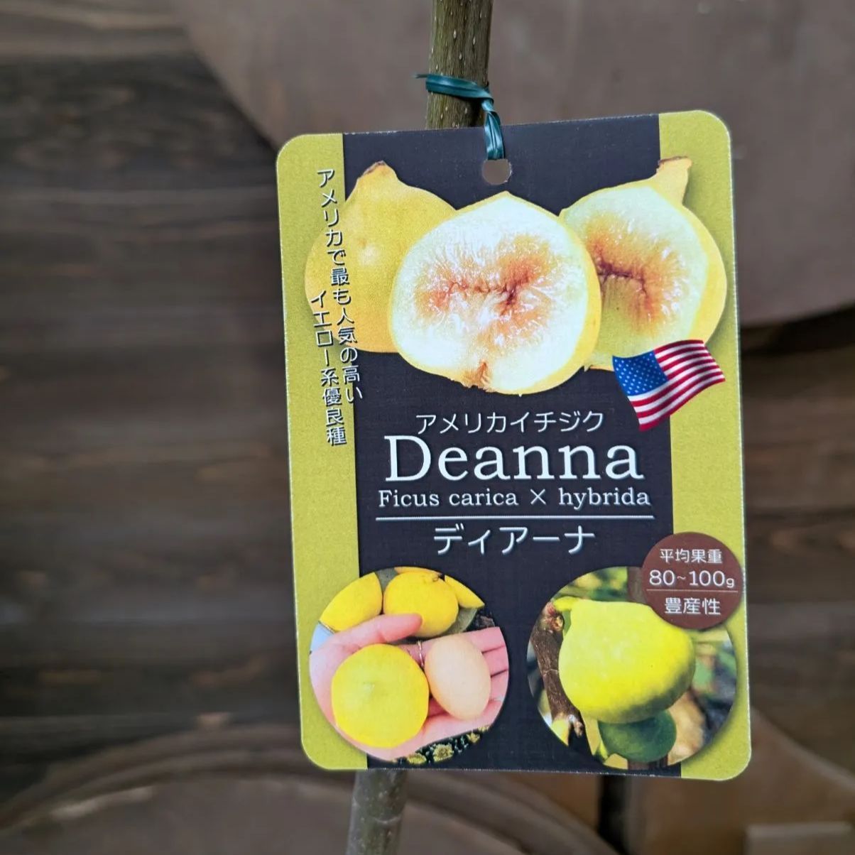 アメリカイチジク ディアーナ【苗木】 1ポット販売 おまかせ特価