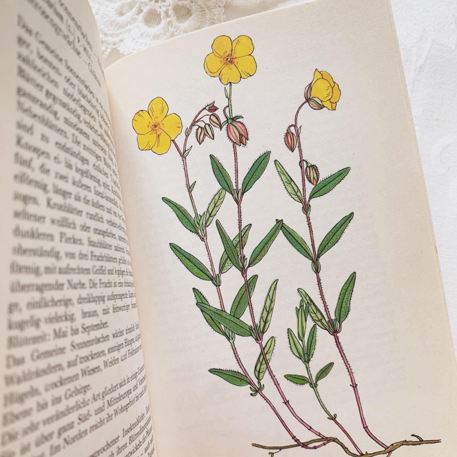 1977年 - チェコの画家カレル・スヴォリンスキー挿画 -絵本のような