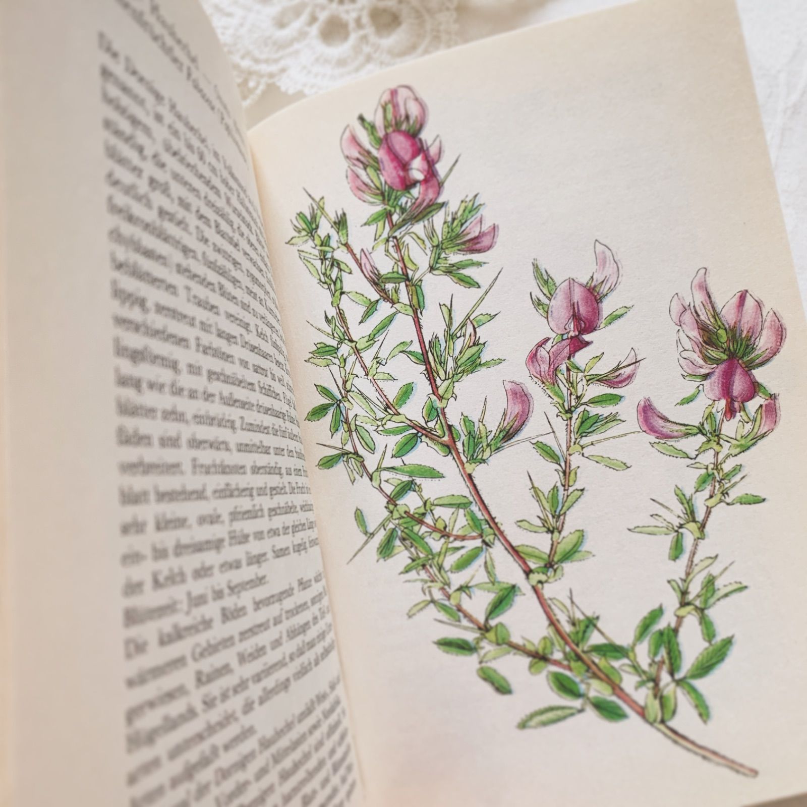 1977年 - チェコの画家カレル・スヴォリンスキー挿画 -絵本のような