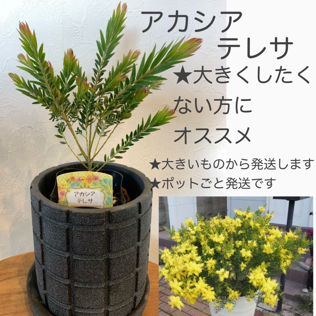 アカシア・テレサ 苗・苗木 ☆3号ポット ☆ポットごと発送致します