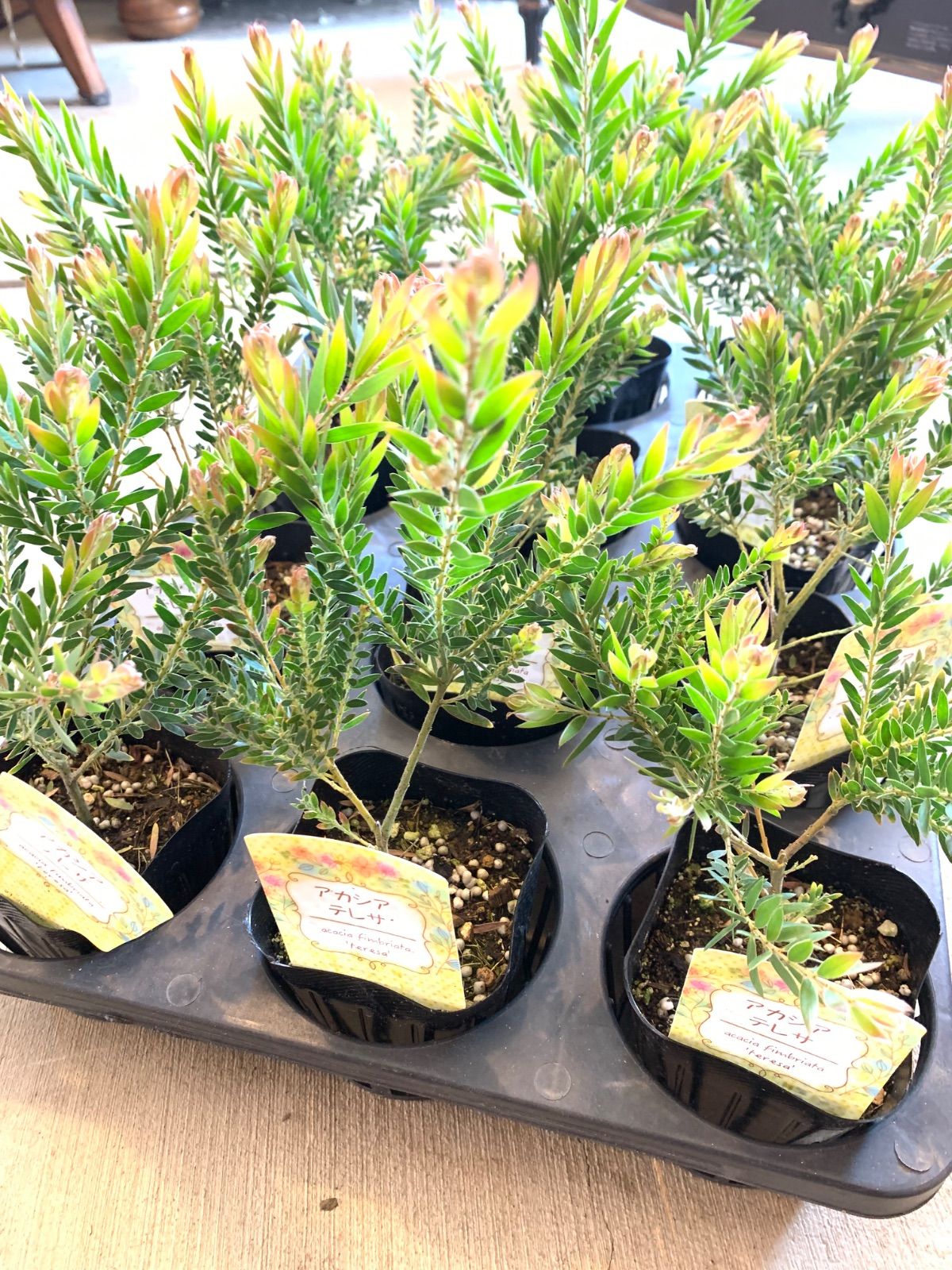 アカシア・テレサ 苗・苗木 ☆3号ポット ☆ポットごと発送致します