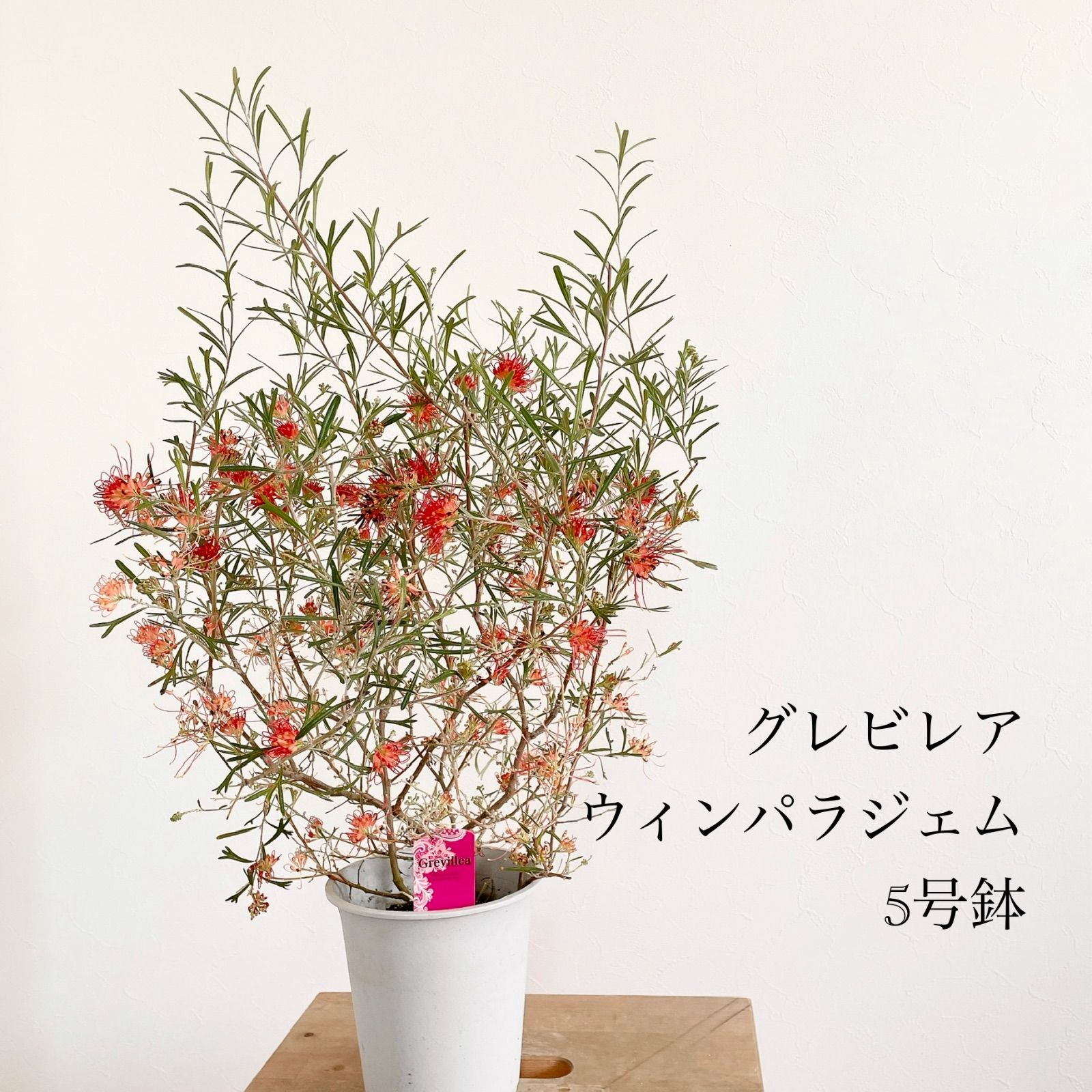 グレビレア ウィンパラジェム① 5号鉢 花火のようなスパークルな可愛さ