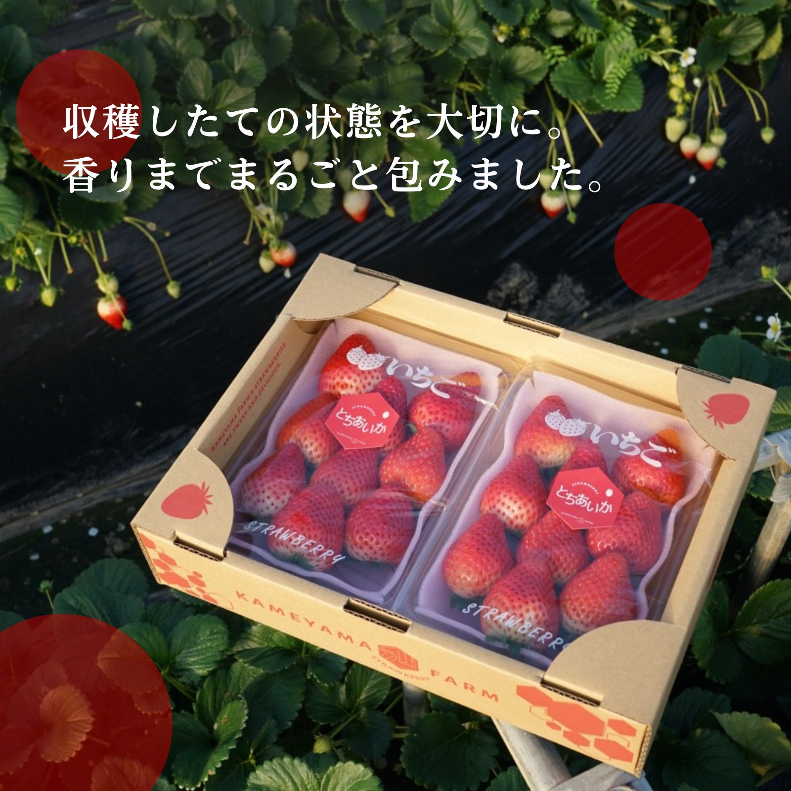 とちあいか 560g 栃木県産いちご 贈答用 - メルカリ