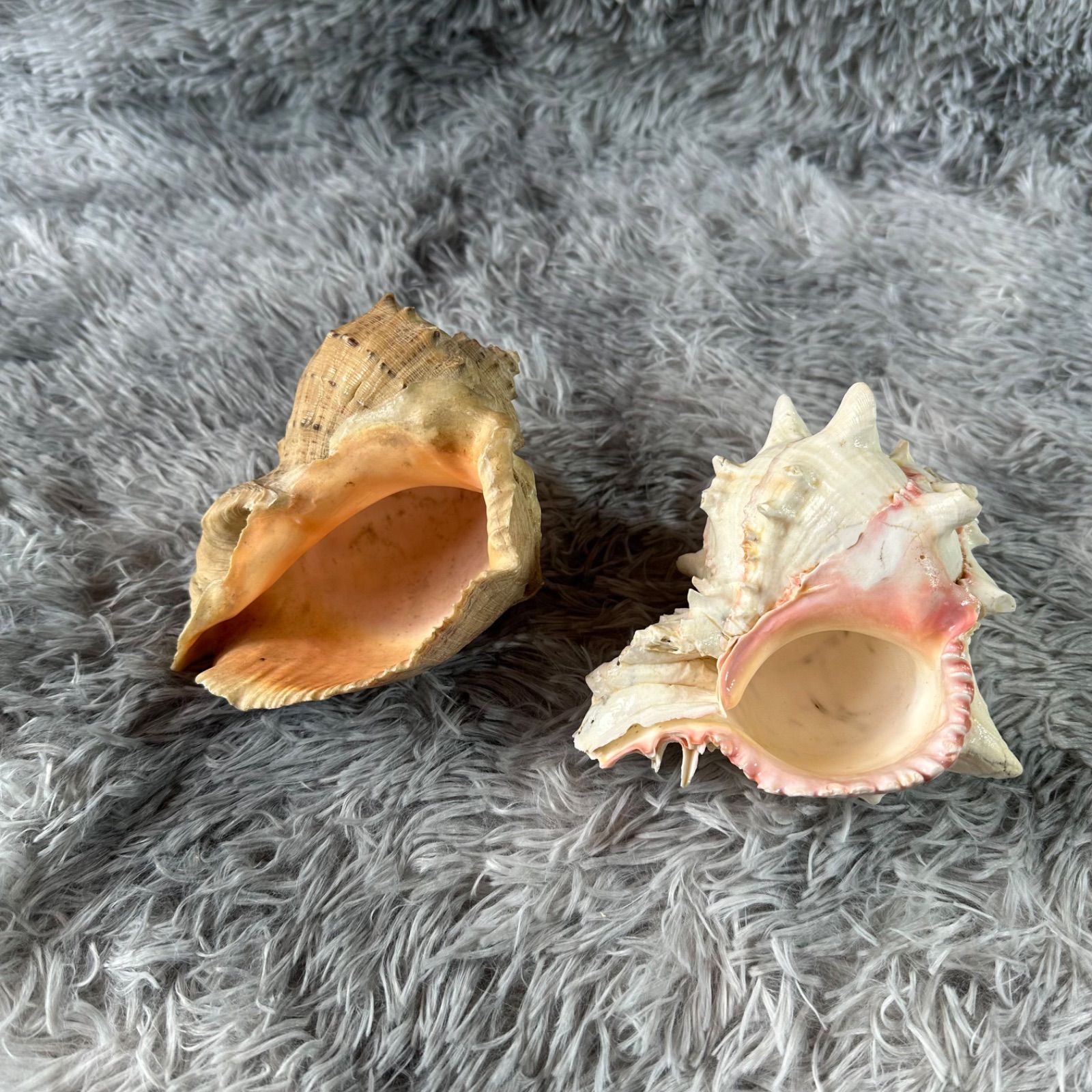 貝殻セット貝殻 オブジェ 水槽 飾り アンティーク 雑貨 置物 YS26B-155