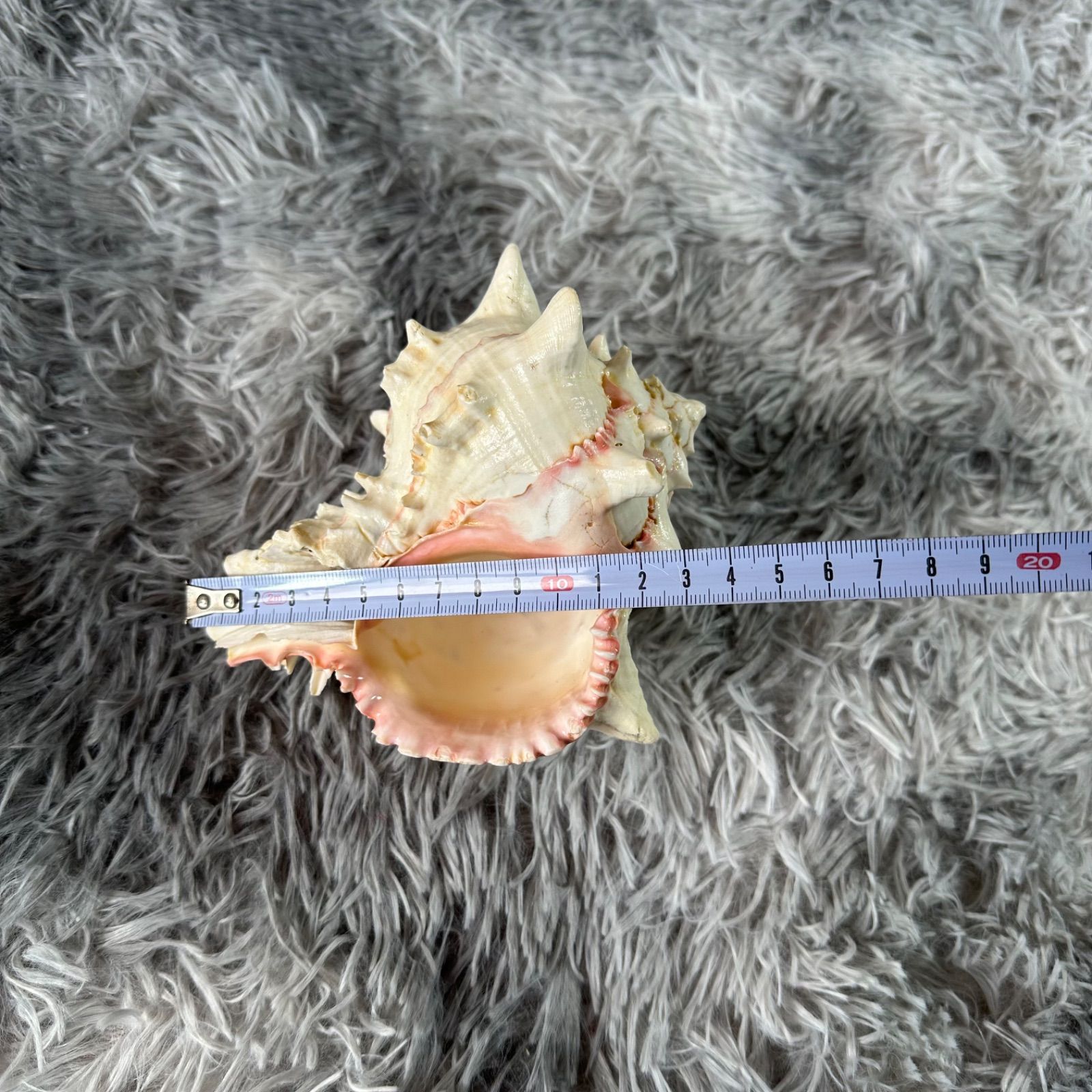 貝殻セット貝殻 オブジェ 水槽 飾り アンティーク 雑貨 置物 YS26B-155