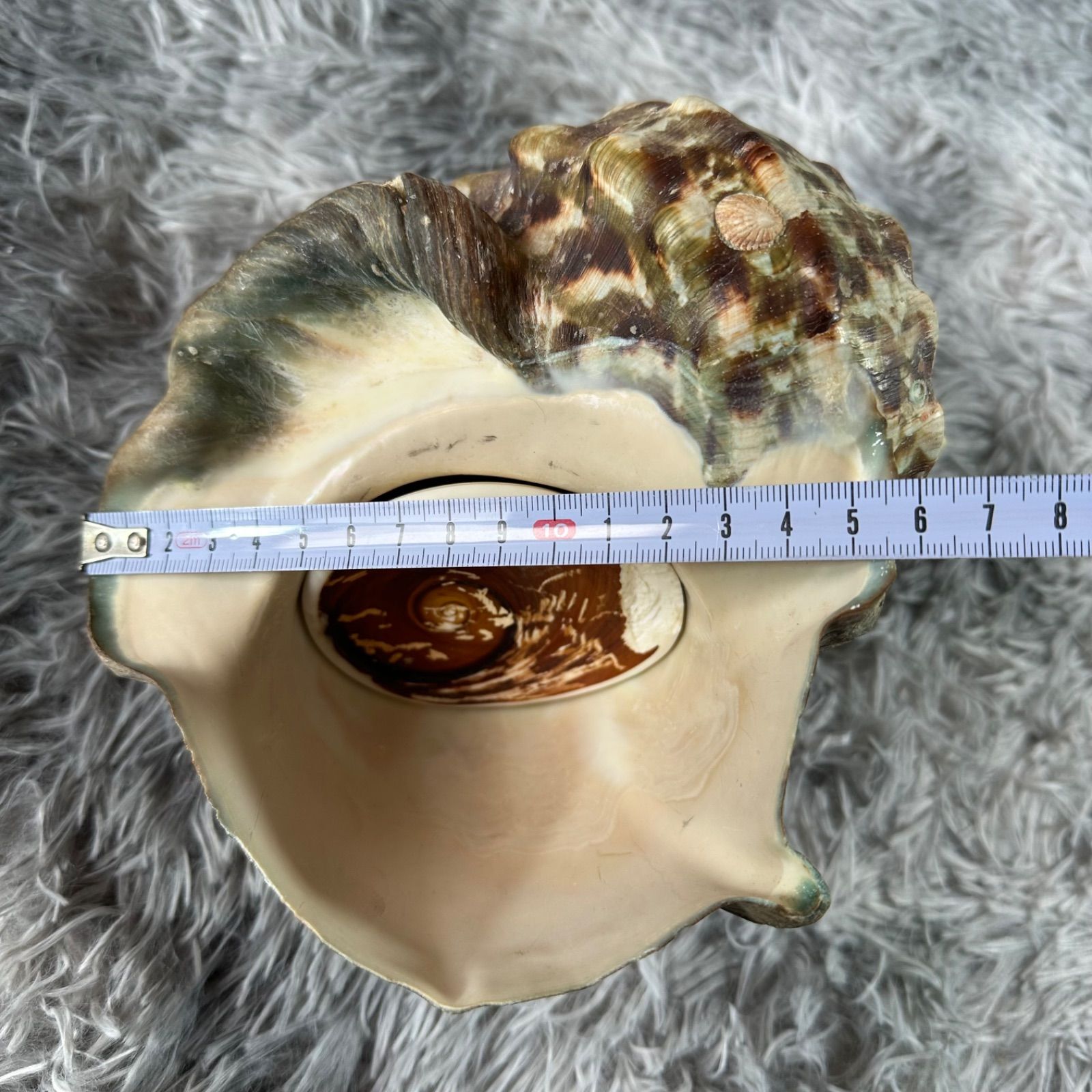 夜光貝 (貝殻) インテリア品又は螺鈿細工材料 YS26B-156 - メルカリ