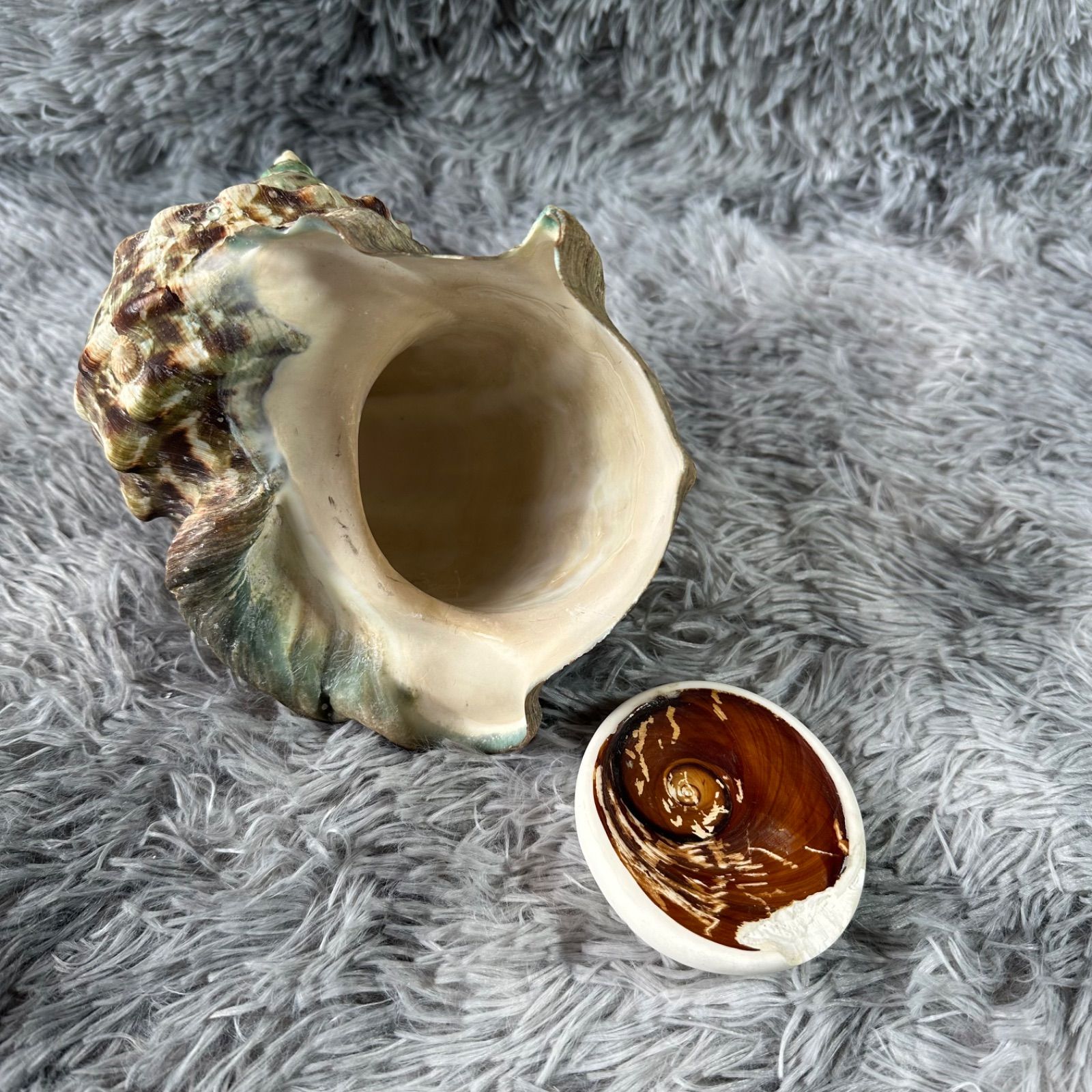 夜光貝 (貝殻) インテリア品又は螺鈿細工材料 YS26B-156 - メルカリ