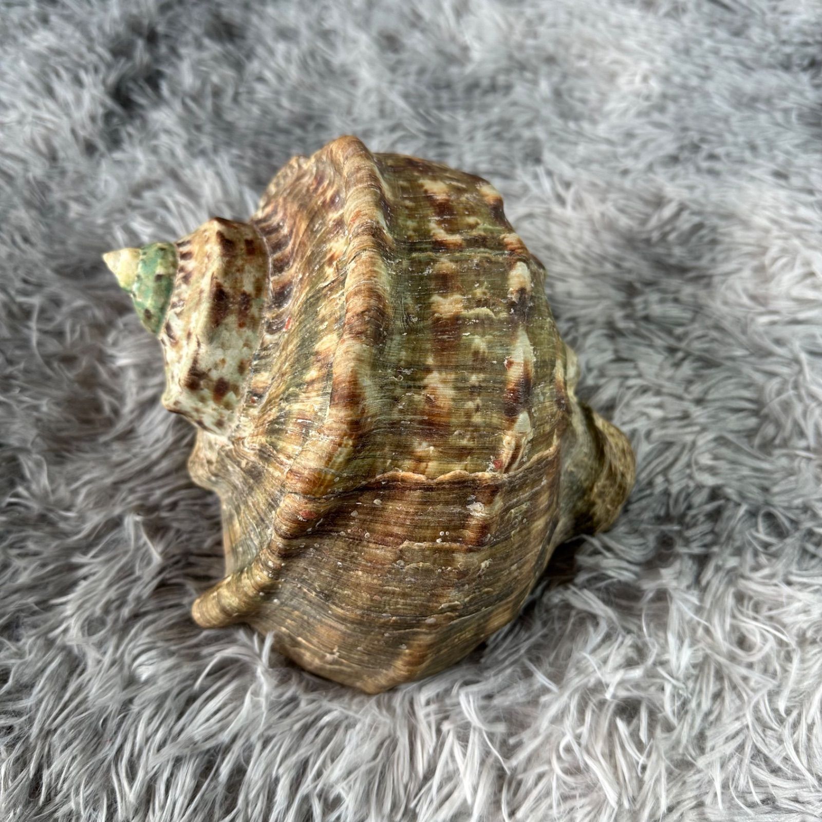 夜光貝 (貝殻) インテリア品又は螺鈿細工材料 YS26B-156 - メルカリ