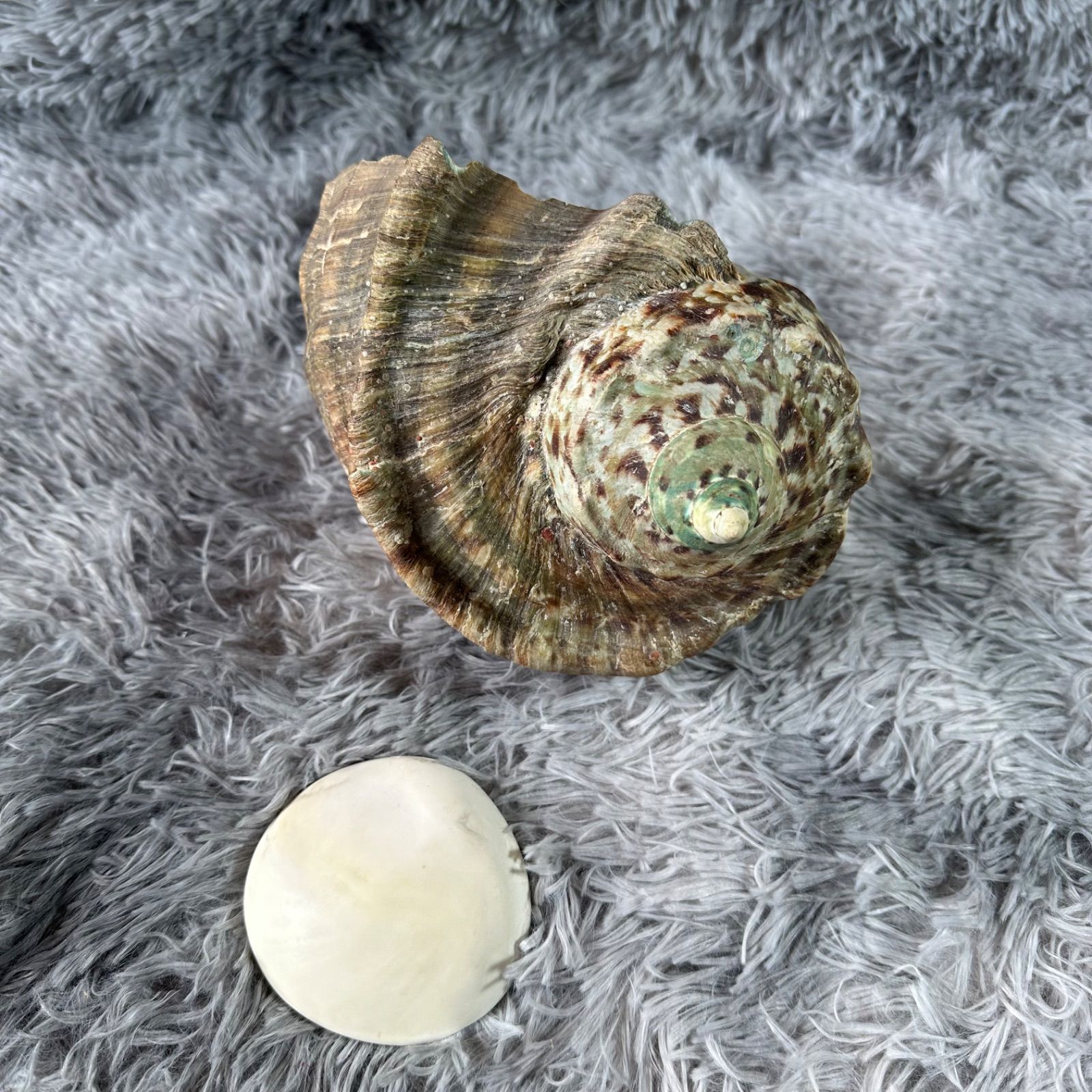 夜光貝 (貝殻) インテリア品又は螺鈿細工材料 YS26B-156 - メルカリ