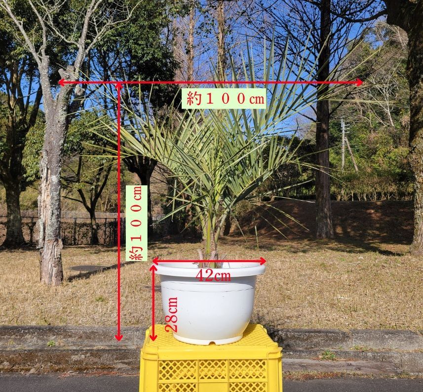 ココスヤシ 引き取り限定 ココスヤシ 鉢植えF 引取り限定 ココスヤシ