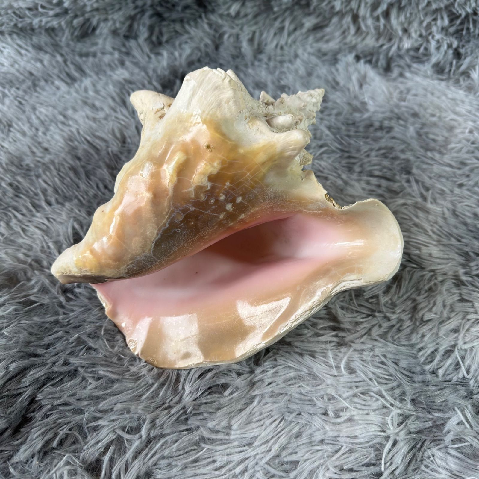 大型巻き貝 トゲ付き 置物 天然貝殻 インテリア ディスプレイ 貝細工