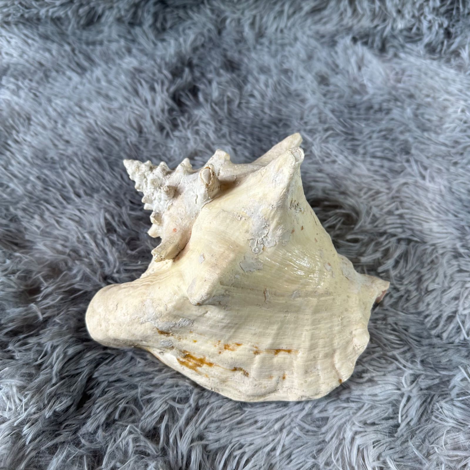 大型巻き貝 トゲ付き 置物 天然貝殻 インテリア ディスプレイ 貝細工