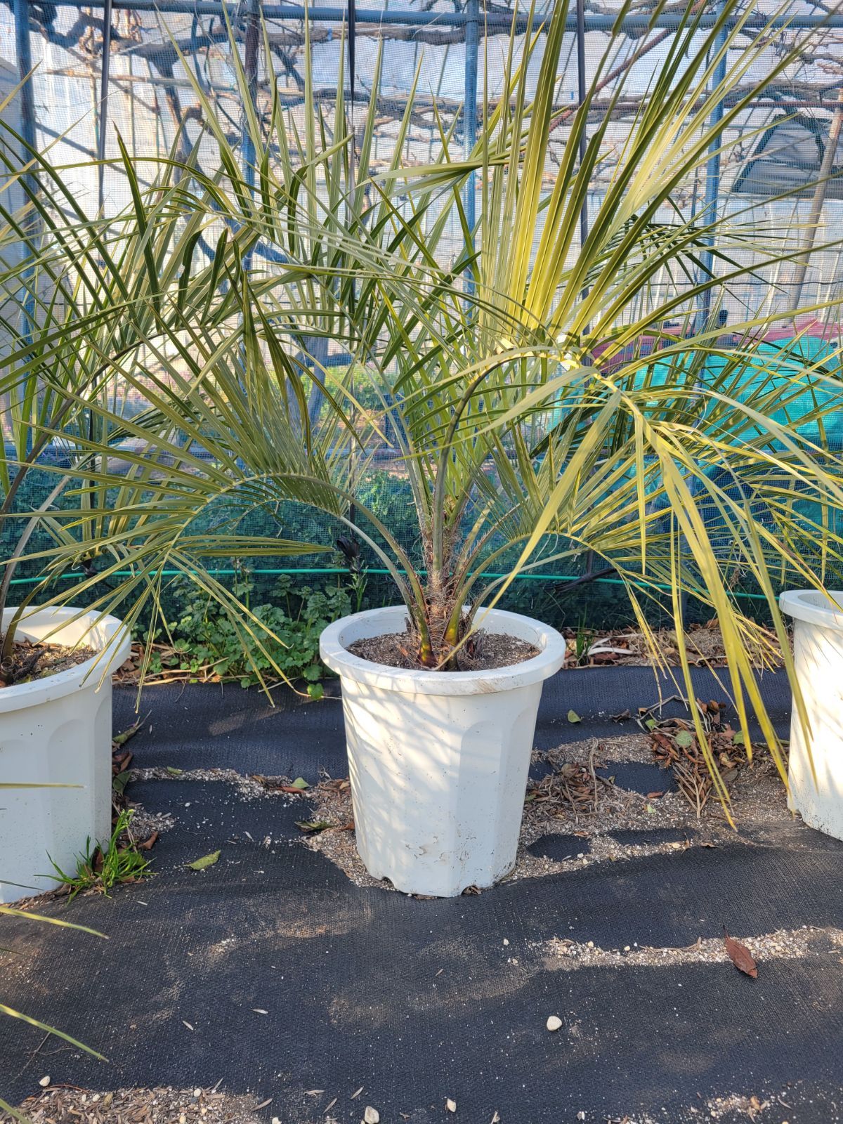 ココスヤシ化粧鉢（11号長鉢入り）匿名発送！届いたら開封して置く