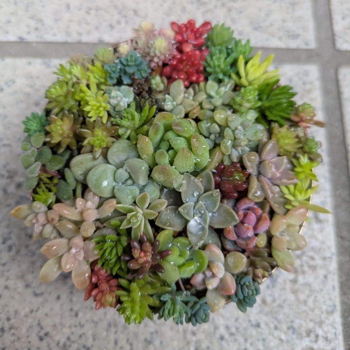 多肉植物 カット苗 紅葉ちび苗寄せ植えセット23 ☆8.5センチ缶 - メルカリ