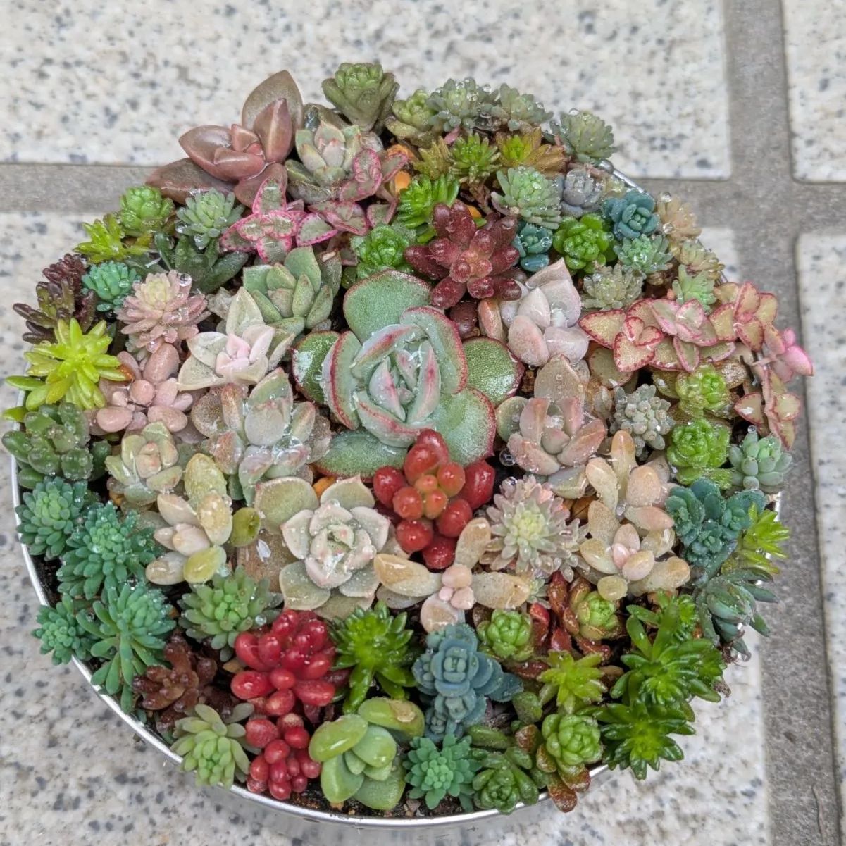 多肉植物 カット苗 紅葉ちび苗寄せ植えセット24 ☆8.5センチ缶 - メルカリ