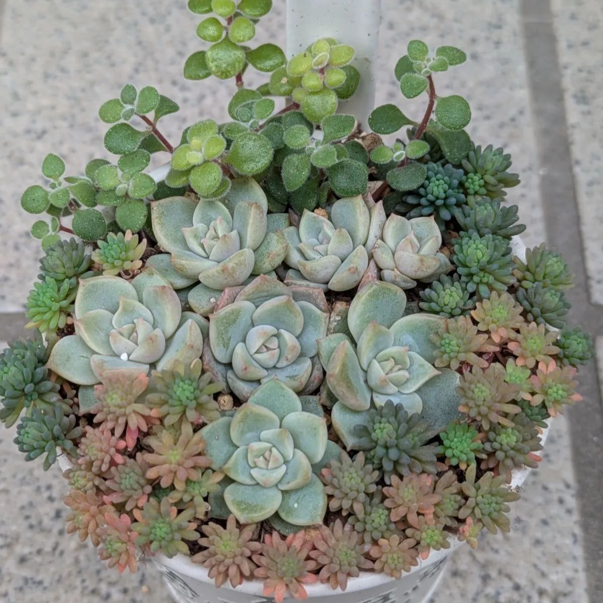 多肉植物 カット苗 薄氷 寄せ植えセット - メルカリ