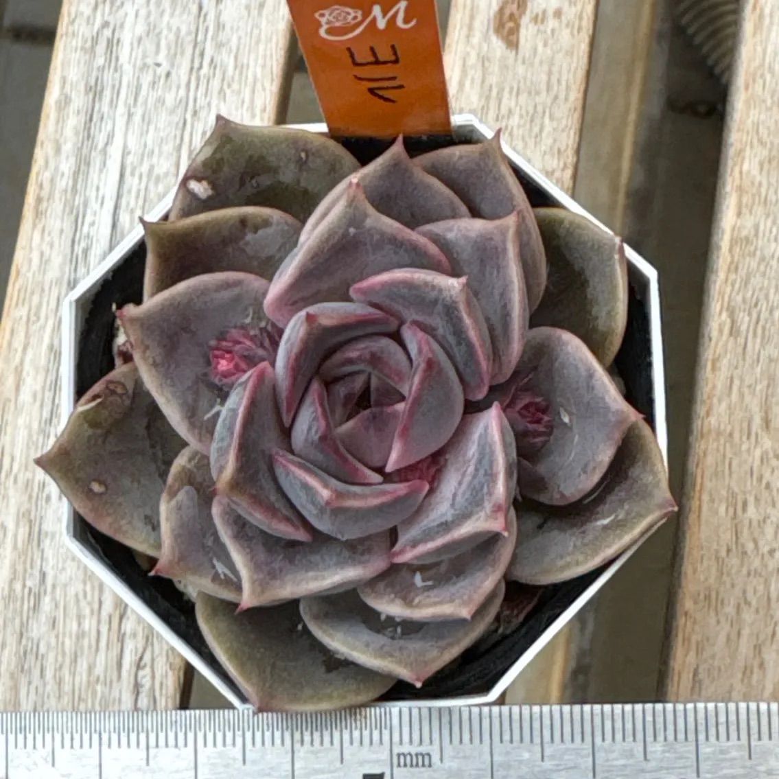 miyaさん苗❣️希少種❣️ヨル❣️札付き❗️多肉植物 ポットまま