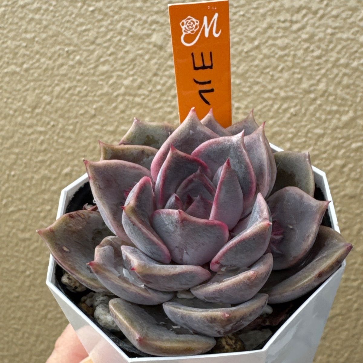 miyaさん苗❣️希少種❣️ヨル❣️札付き❗️多肉植物 ポットまま