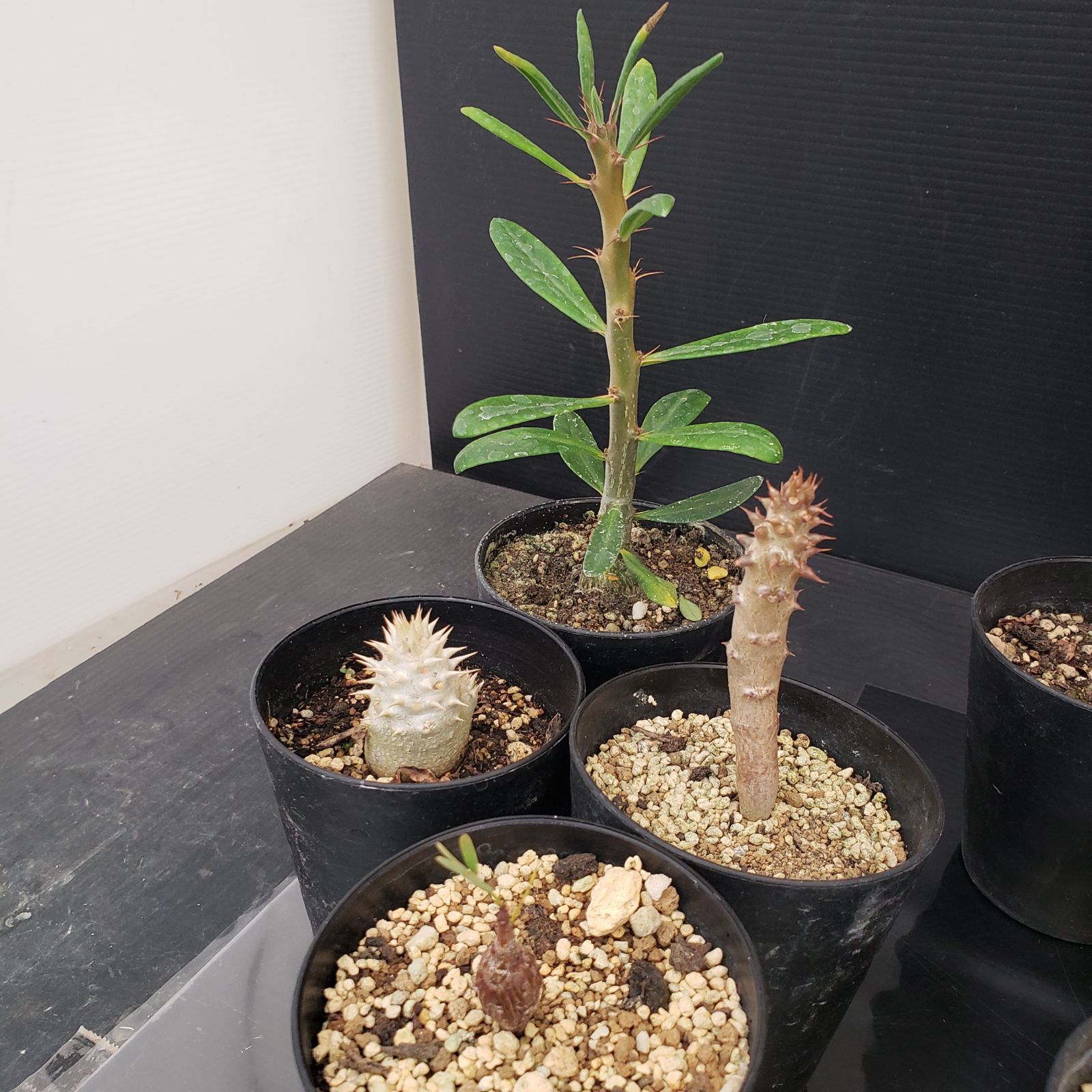 R051【クリアランスセール！】コーデックス・多肉植物 MIXセット