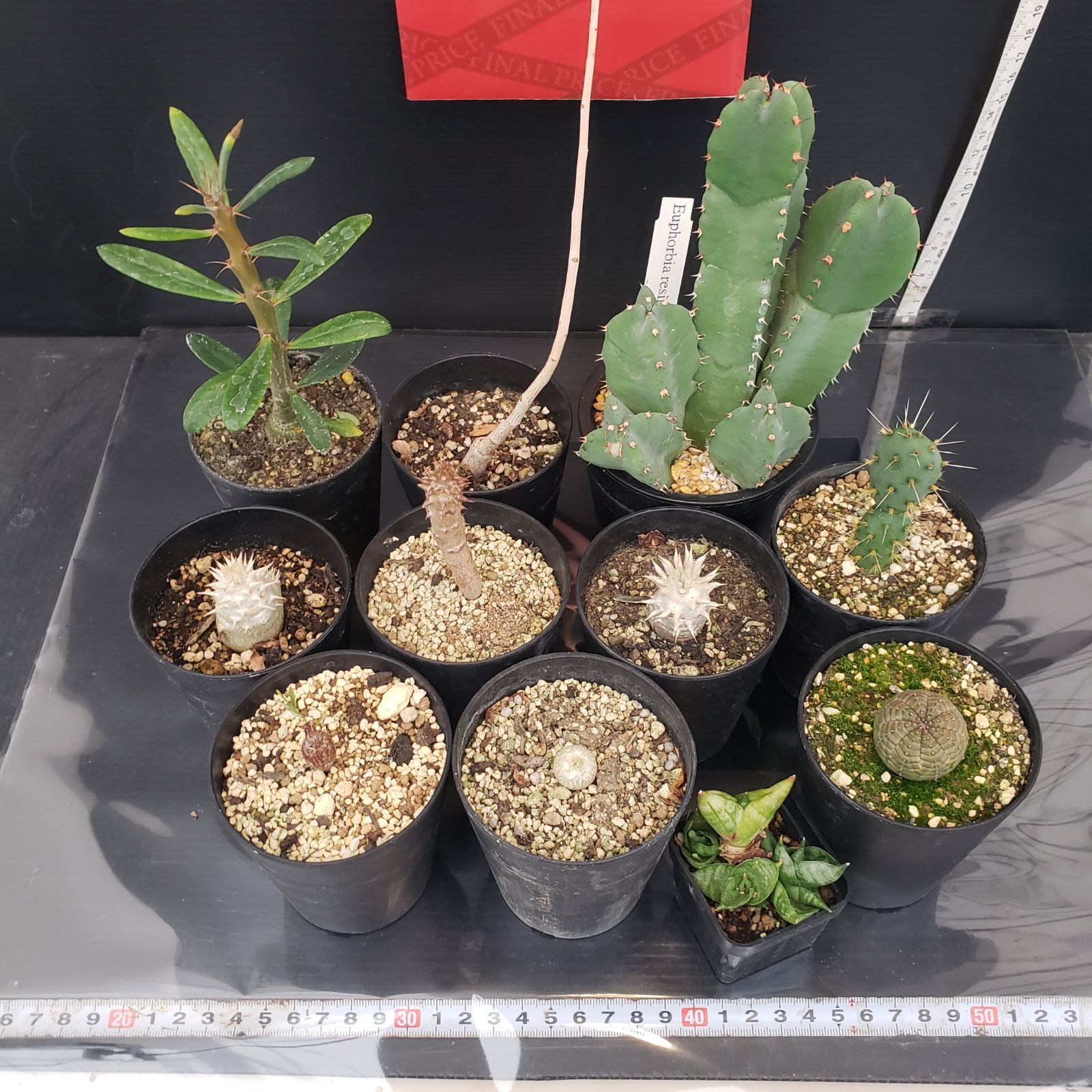 R051【クリアランスセール！】コーデックス・多肉植物 MIXセット