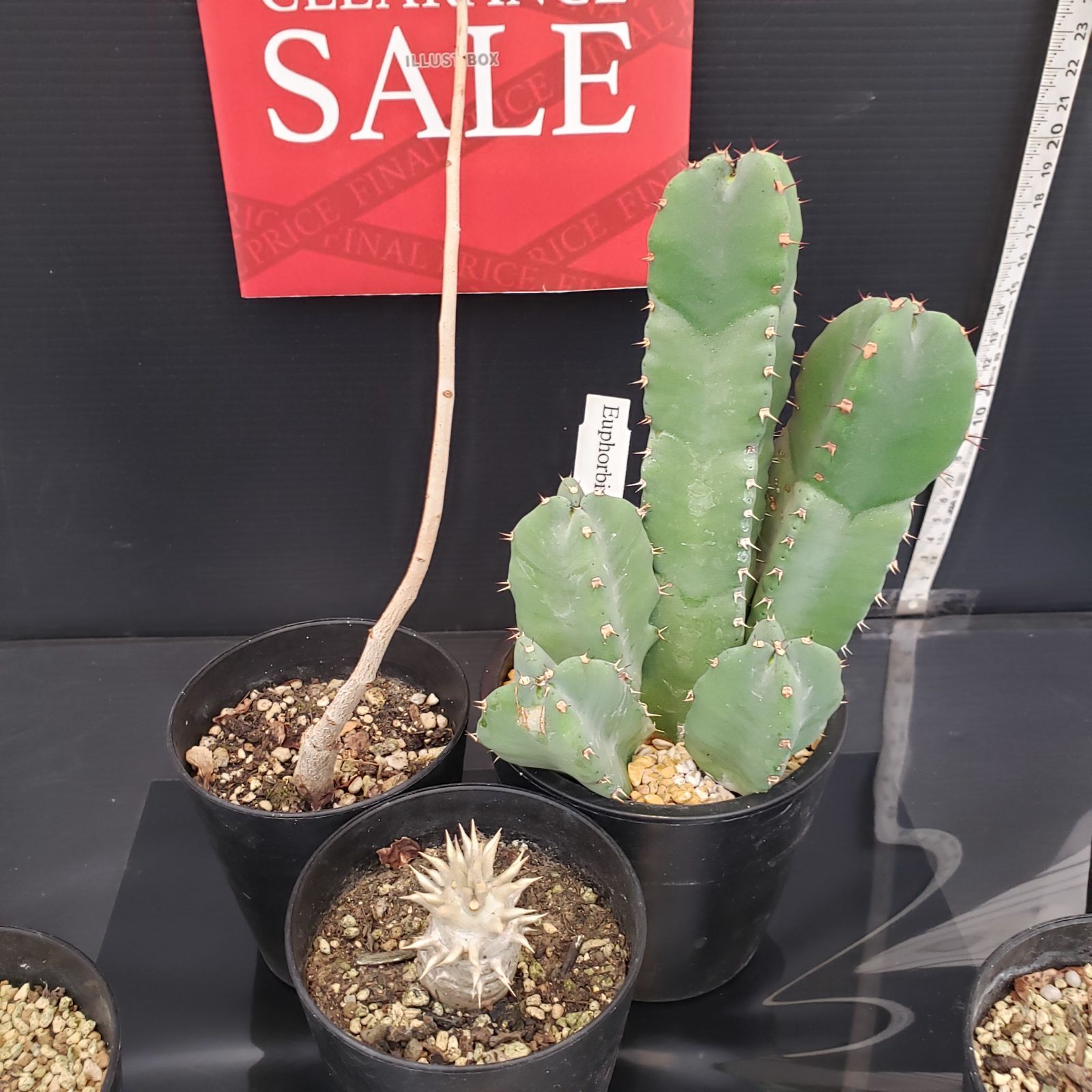 R051【クリアランスセール！】コーデックス・多肉植物 MIXセット