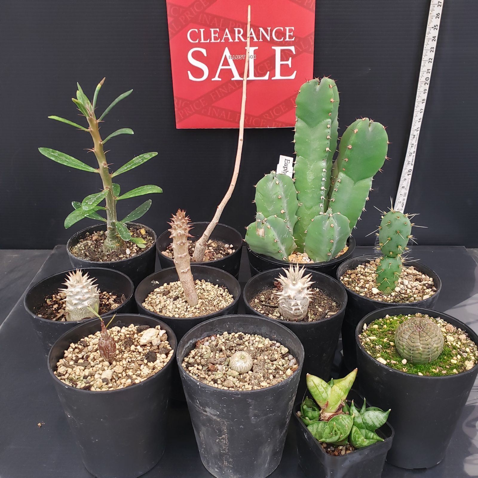 R051【クリアランスセール！】コーデックス・多肉植物 MIXセット