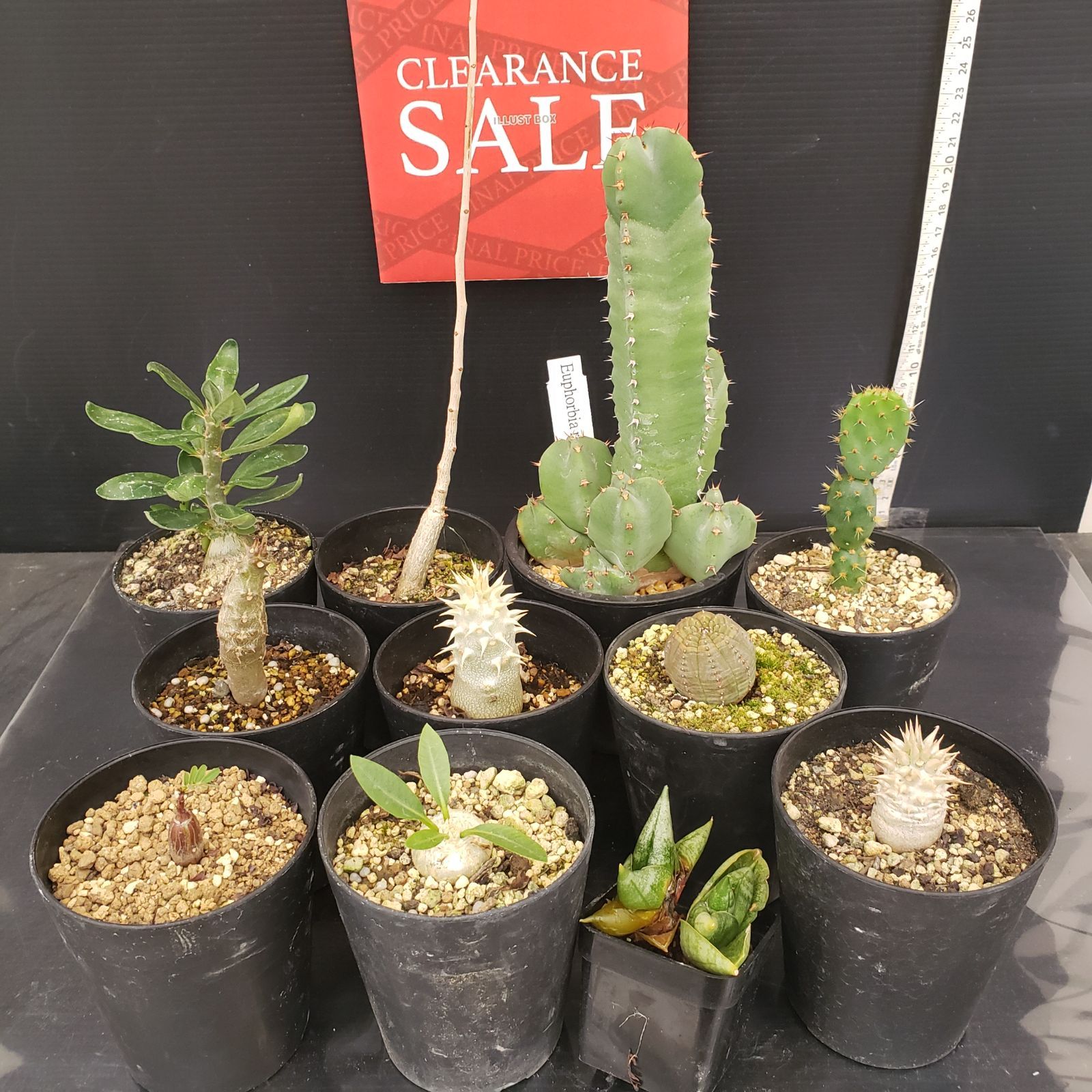 R054【クリアランスセール！】コーデックス・多肉植物 MIXセット