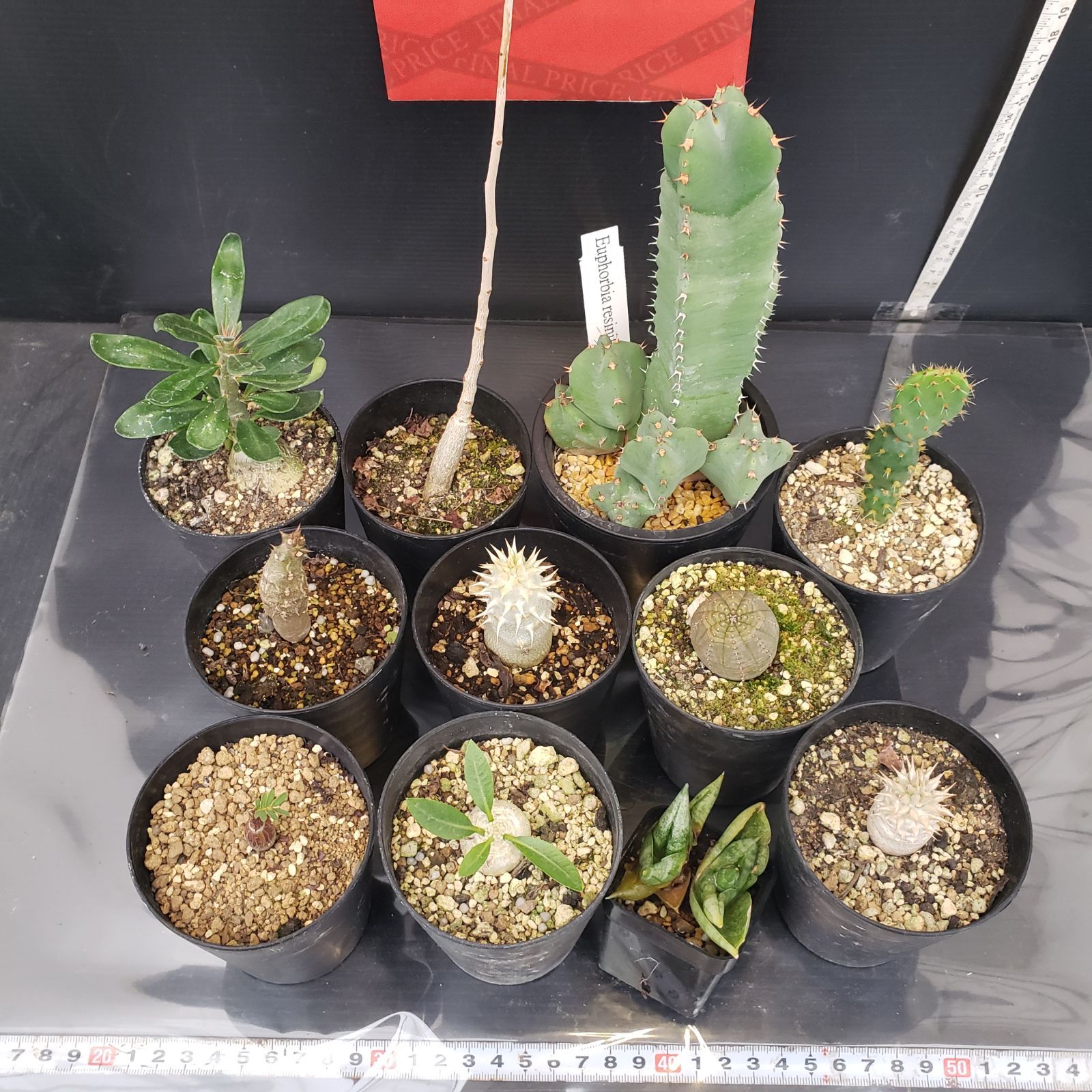 R054【クリアランスセール！】コーデックス・多肉植物 MIXセット