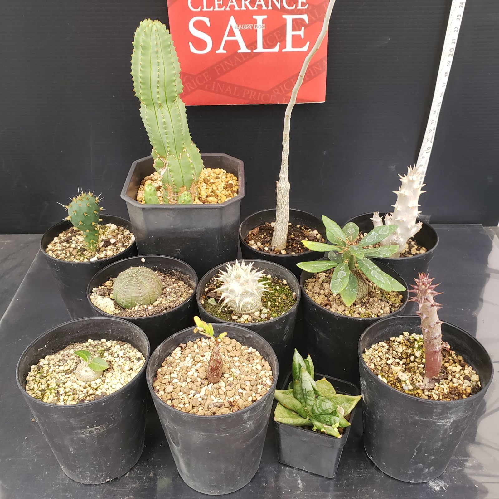 R056【クリアランスセール！】コーデックス・多肉植物 MIXセット