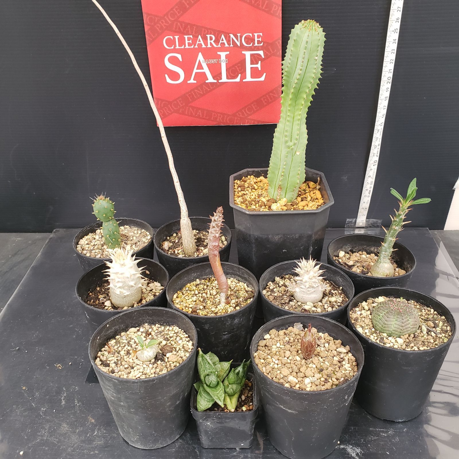 R057【クリアランスセール！】コーデックス・多肉植物 MIXセット
