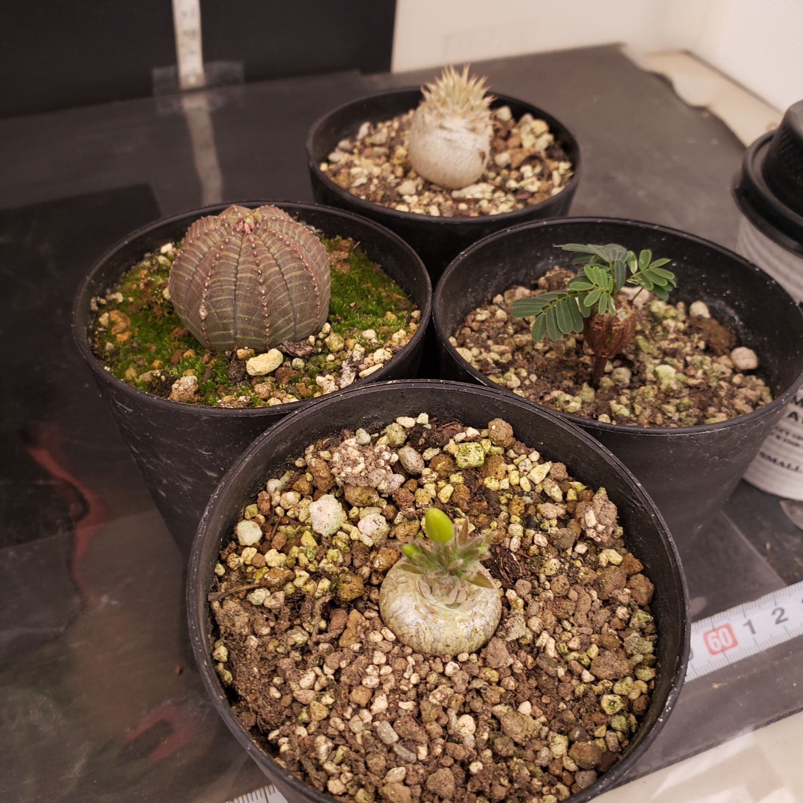 R059【クリアランスセール！】コーデックス・多肉植物 MIXセット