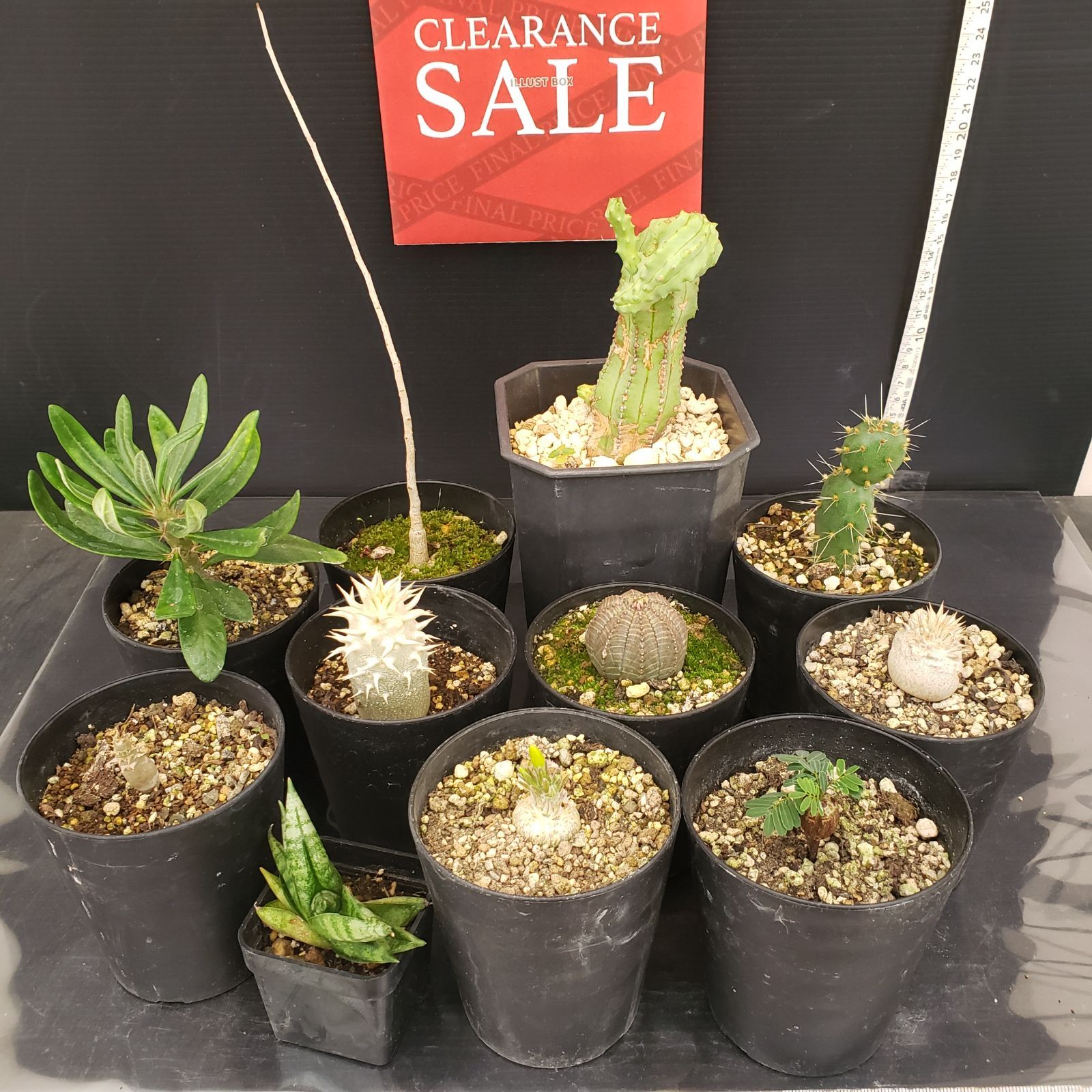 R059【クリアランスセール！】コーデックス・多肉植物 MIXセット