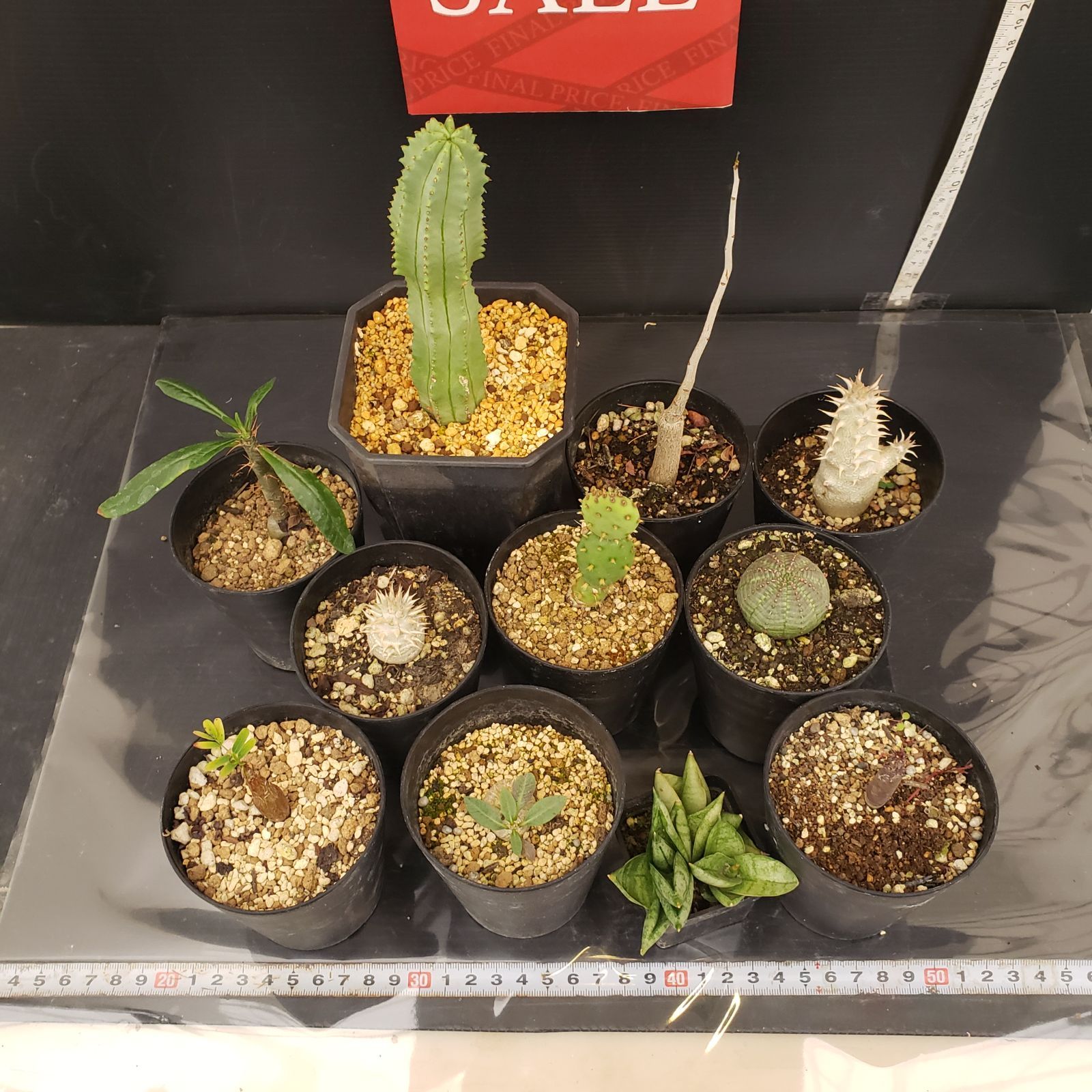 R060【クリアランスセール！】コーデックス・多肉植物 MIXセット