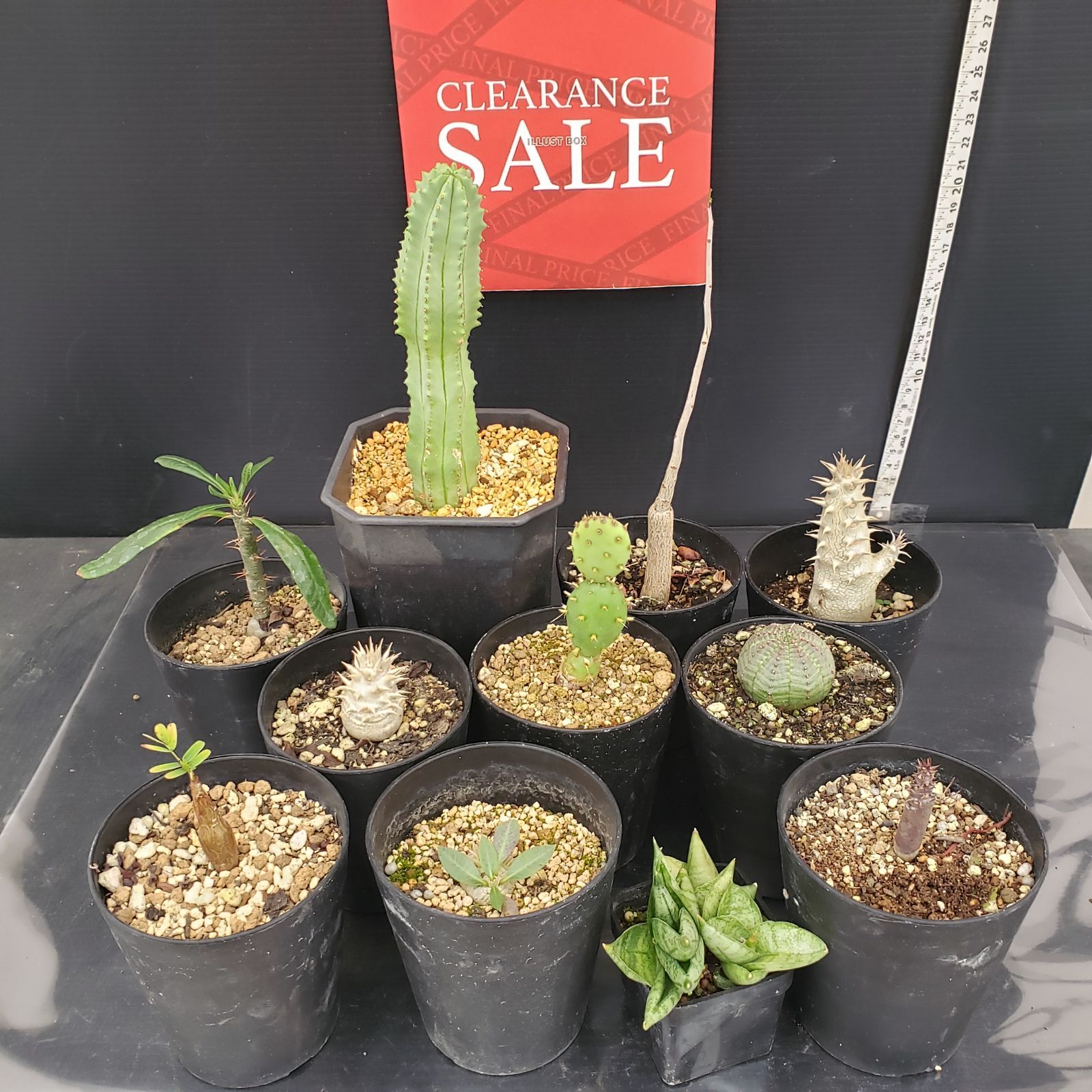 R060【クリアランスセール！】コーデックス・多肉植物 MIXセット