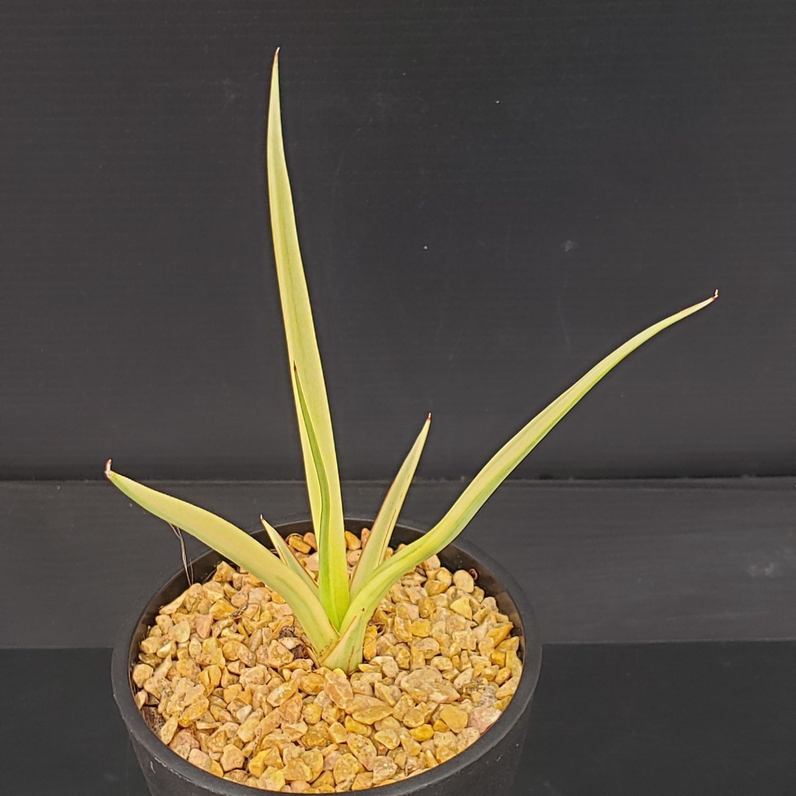 R062【シン入荷！】サンセベリア ダンシングドラゴン（斑入り・鉢植え