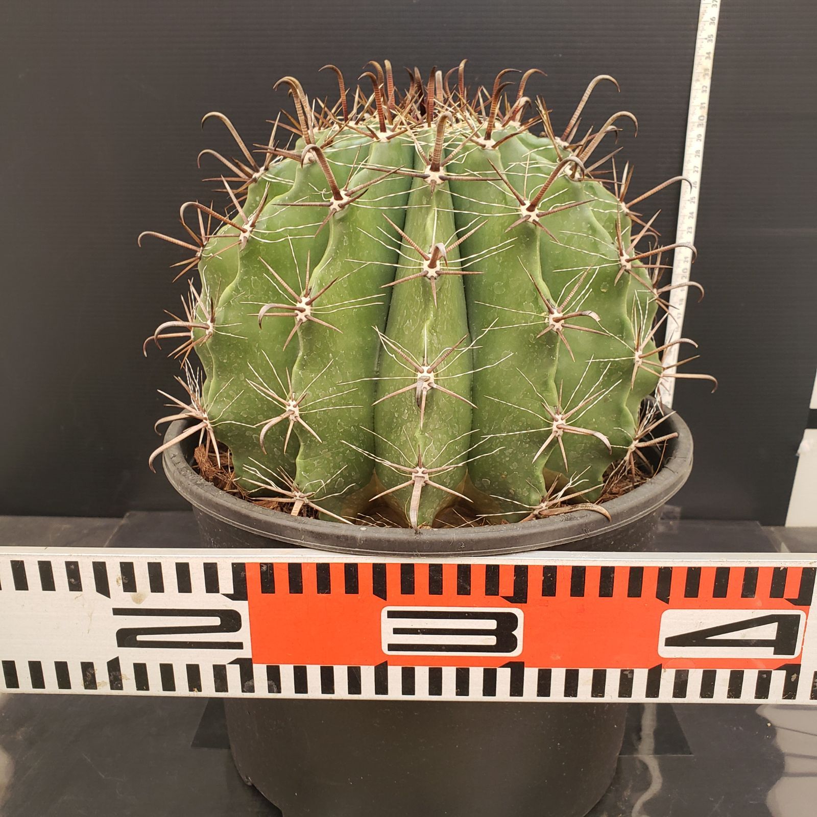 R070【シン入荷！】フェロカクタス 半島玉 9寸（鉢植え）【多肉植物P