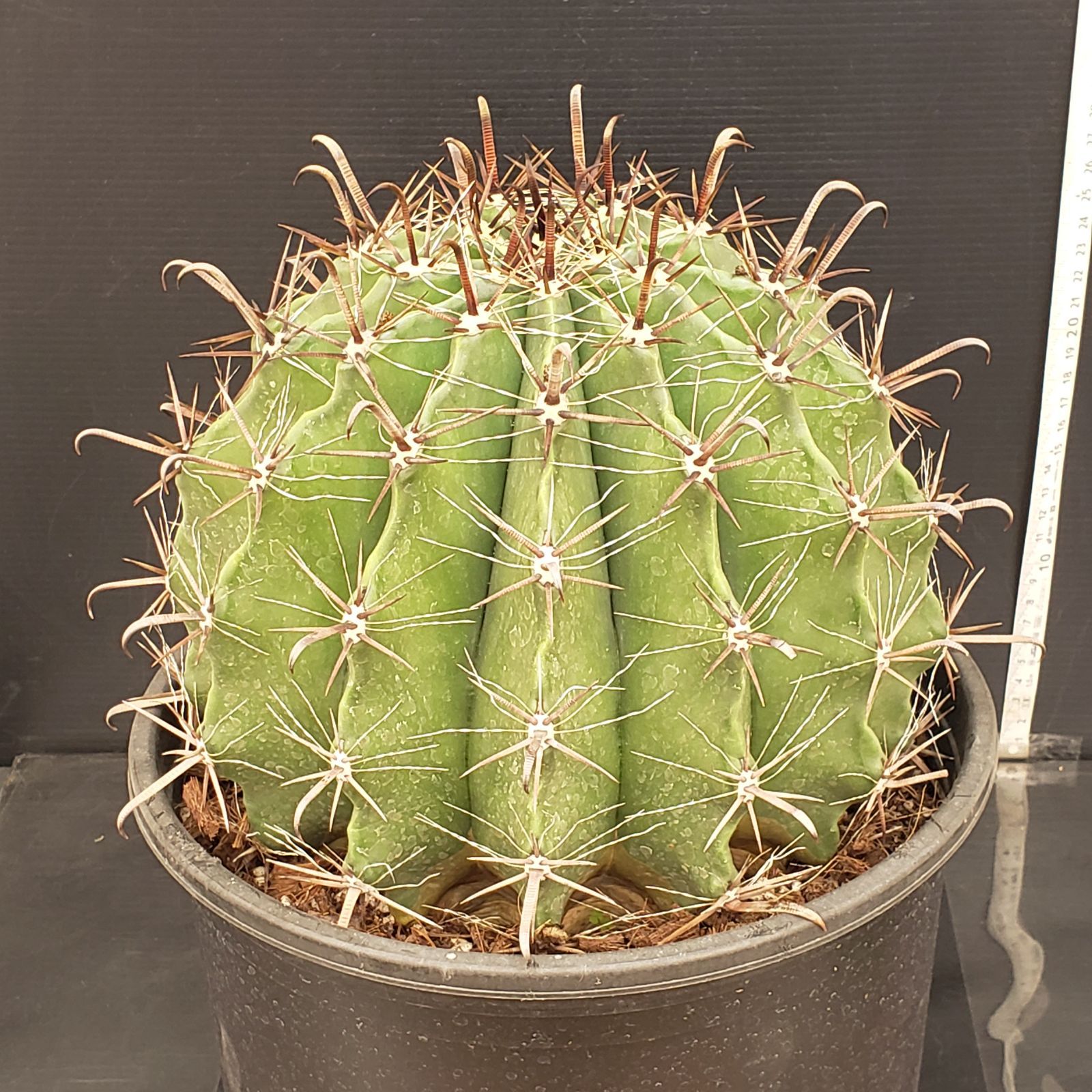 R070【シン入荷！】フェロカクタス 半島玉 9寸（鉢植え）【多肉植物P