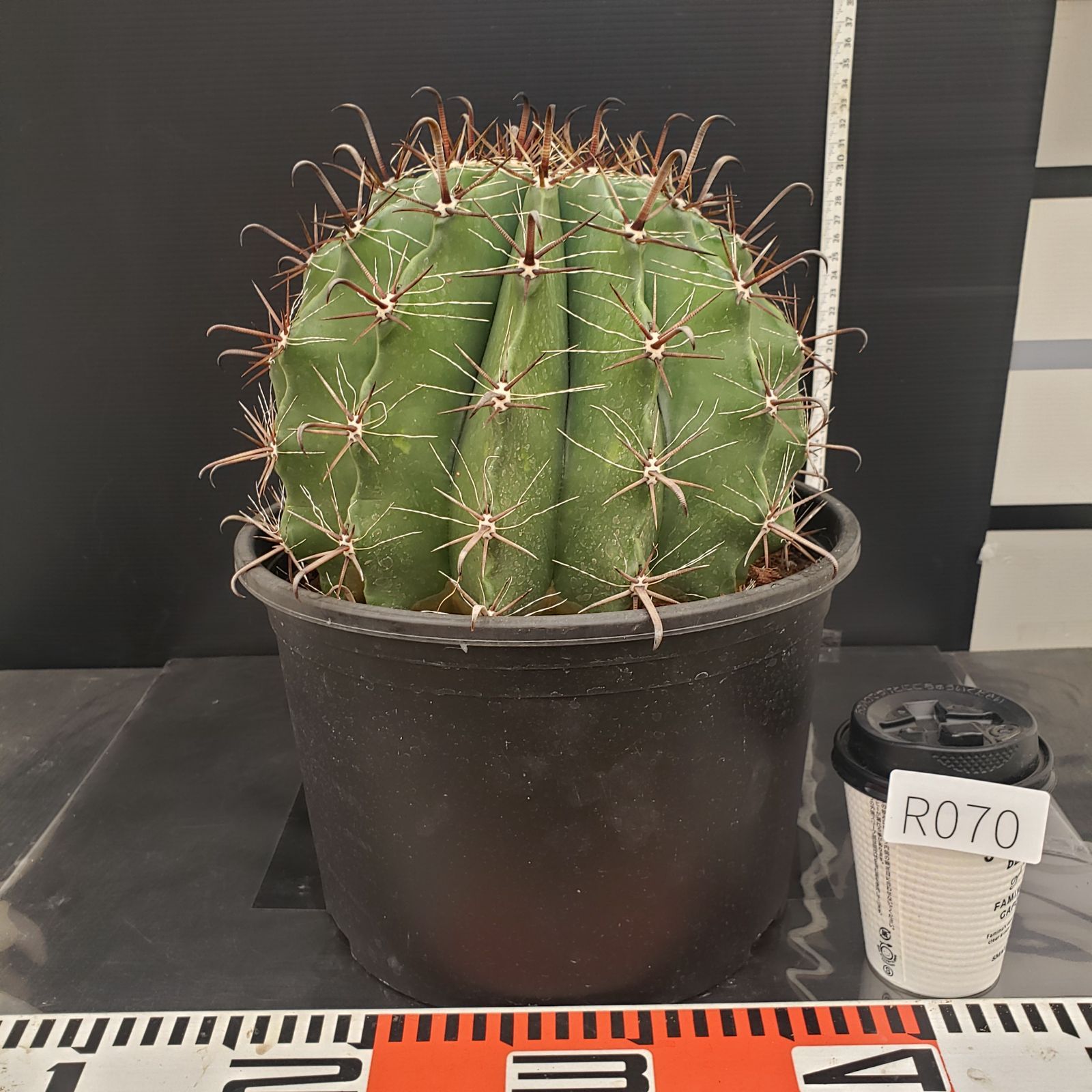 R070【シン入荷！】フェロカクタス 半島玉 9寸（鉢植え）【多肉植物P