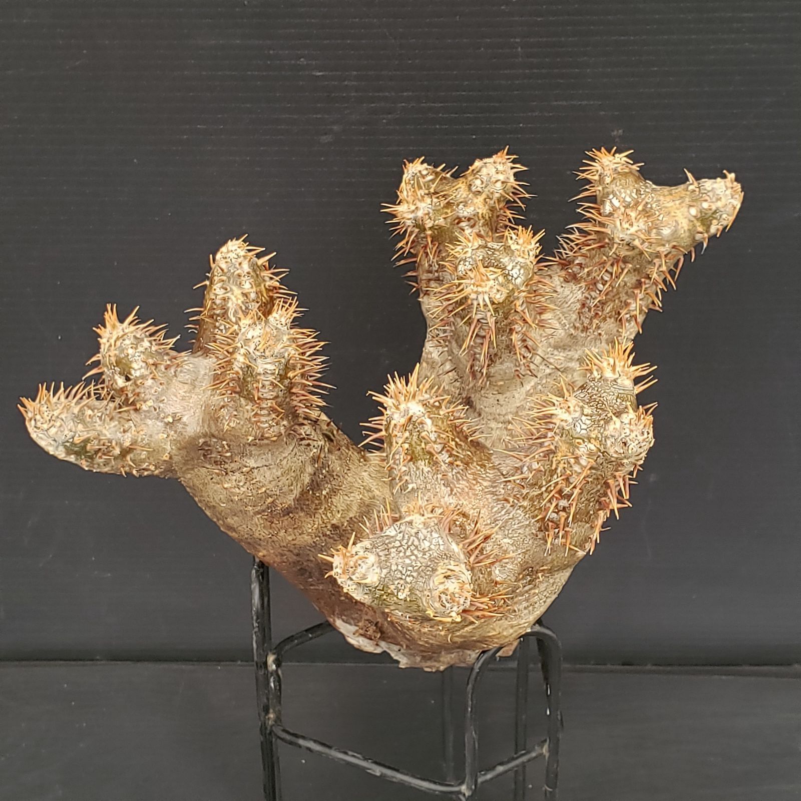 R072【最新到着】Pachypodium エニグマティクム （現地球・抜き苗