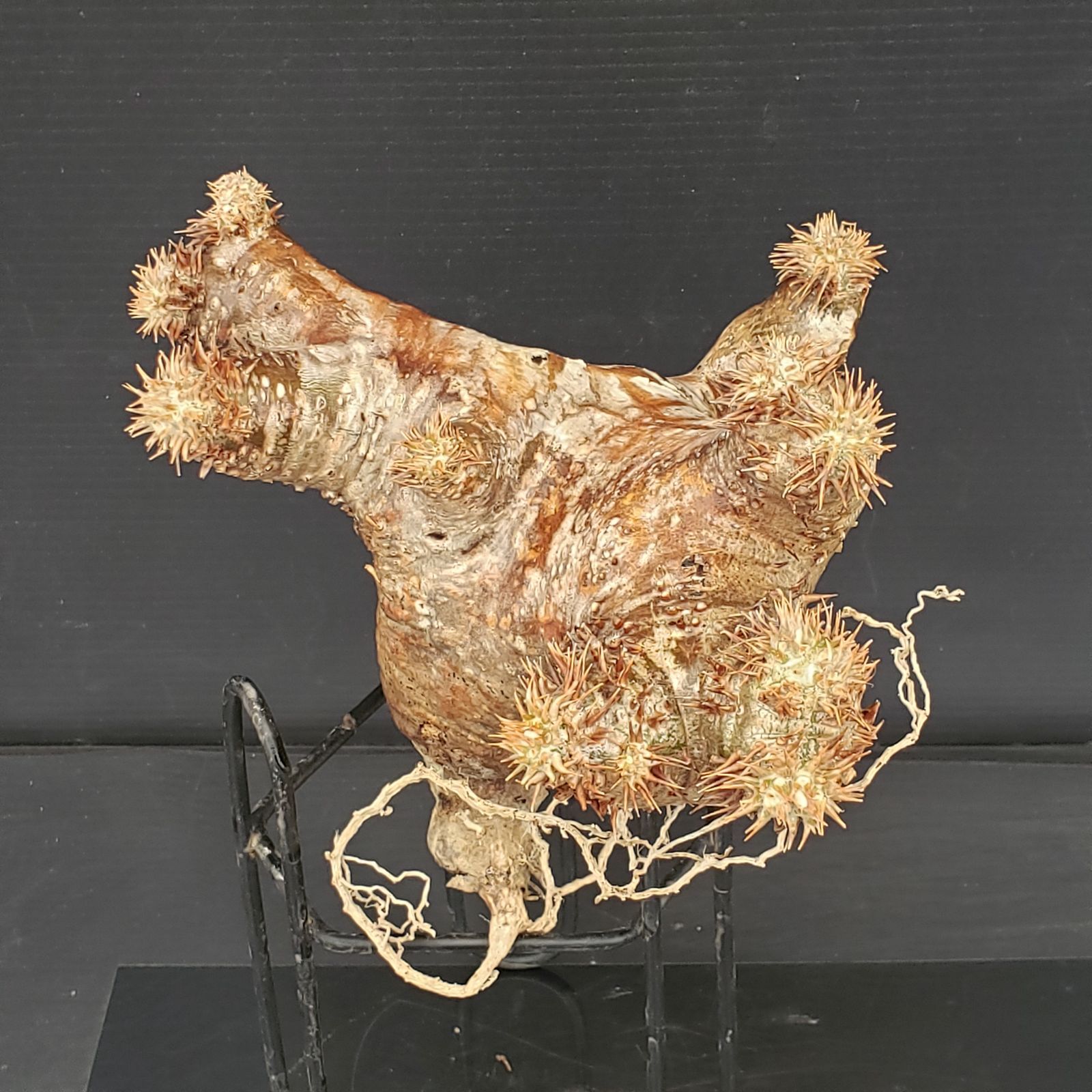 R073【最新到着】Pachypodium ホロンベンセ（現地球・抜き苗）【塊根