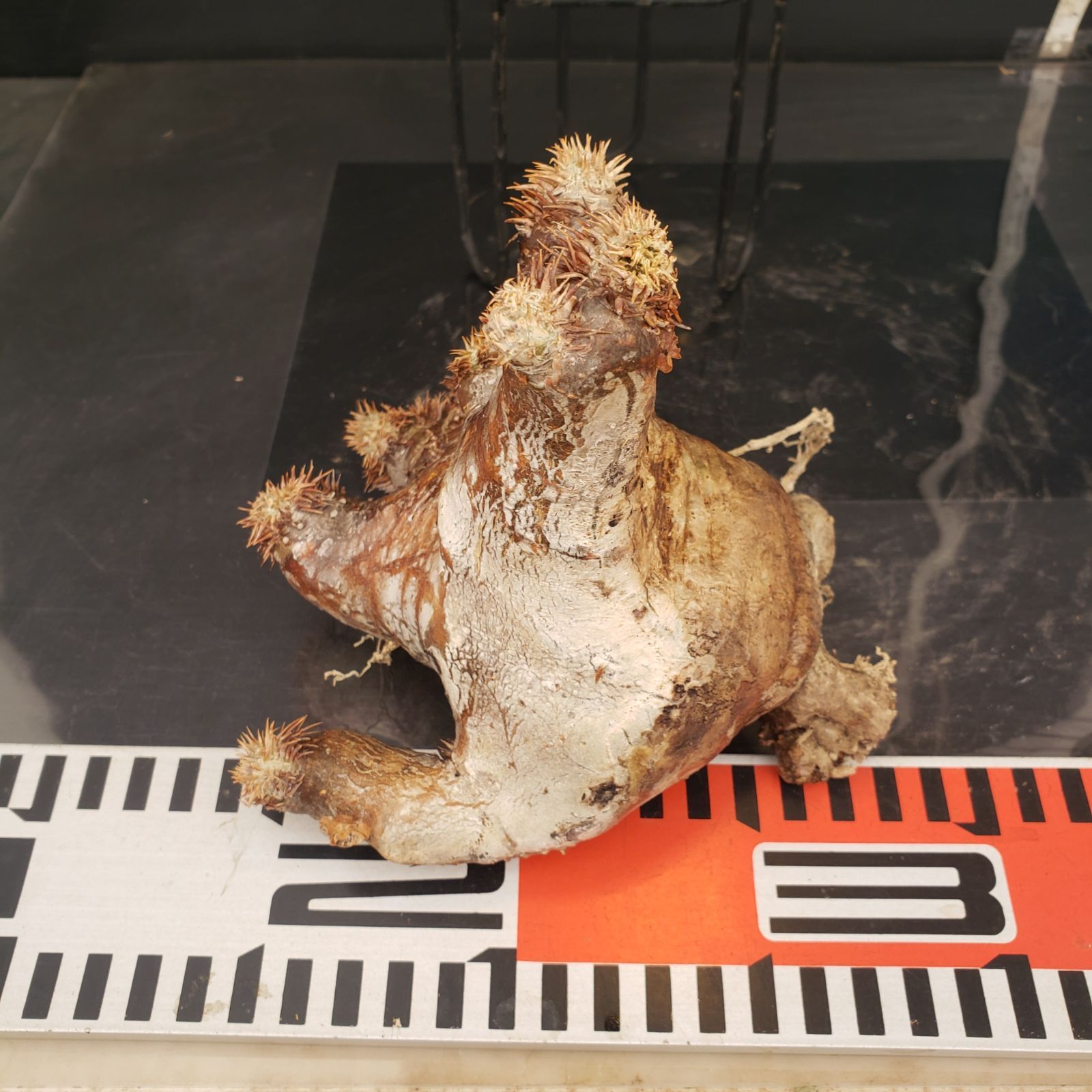 R073【最新到着】Pachypodium ホロンベンセ（現地球・抜き苗）【塊根