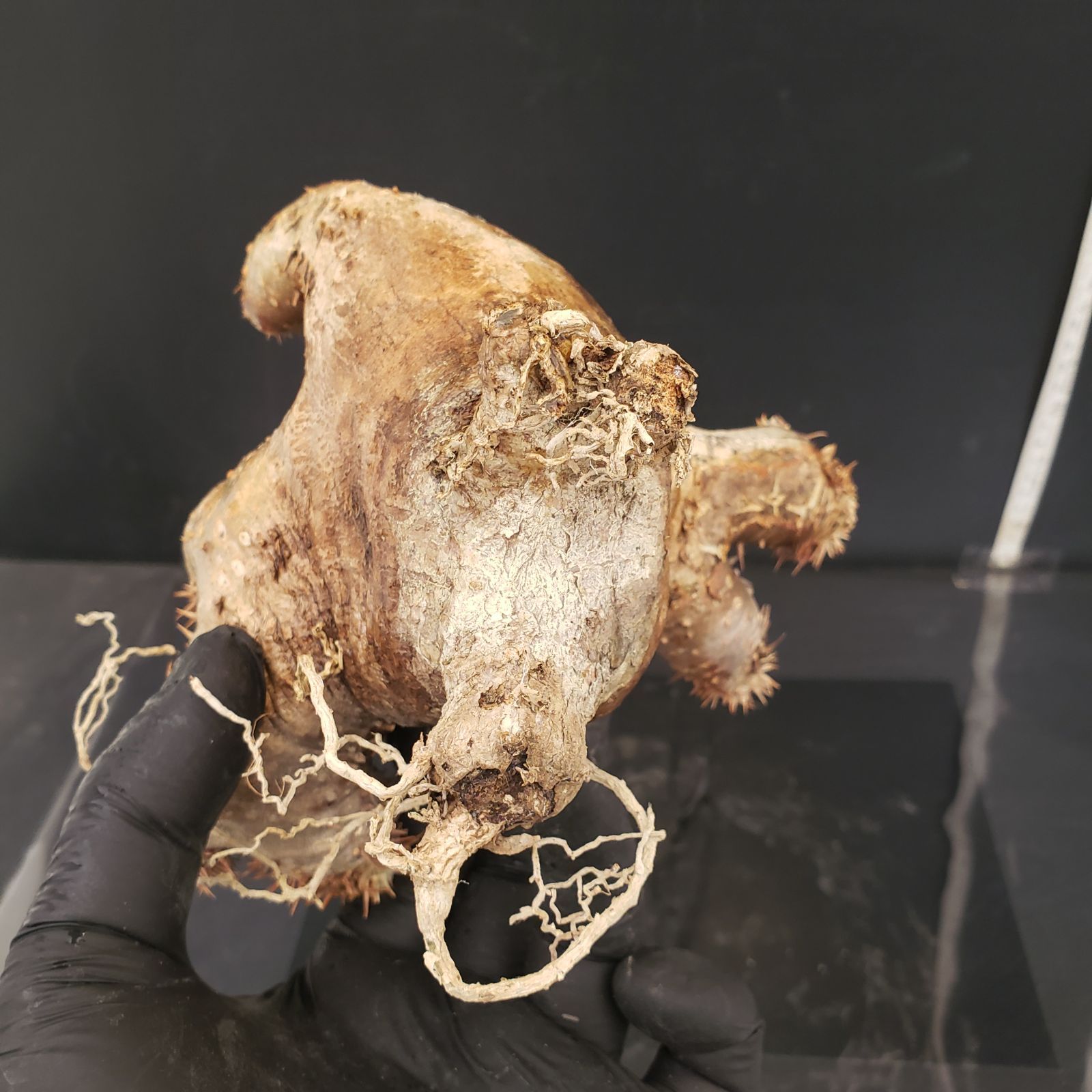 R073【最新到着】Pachypodium ホロンベンセ（現地球・抜き苗）【塊根