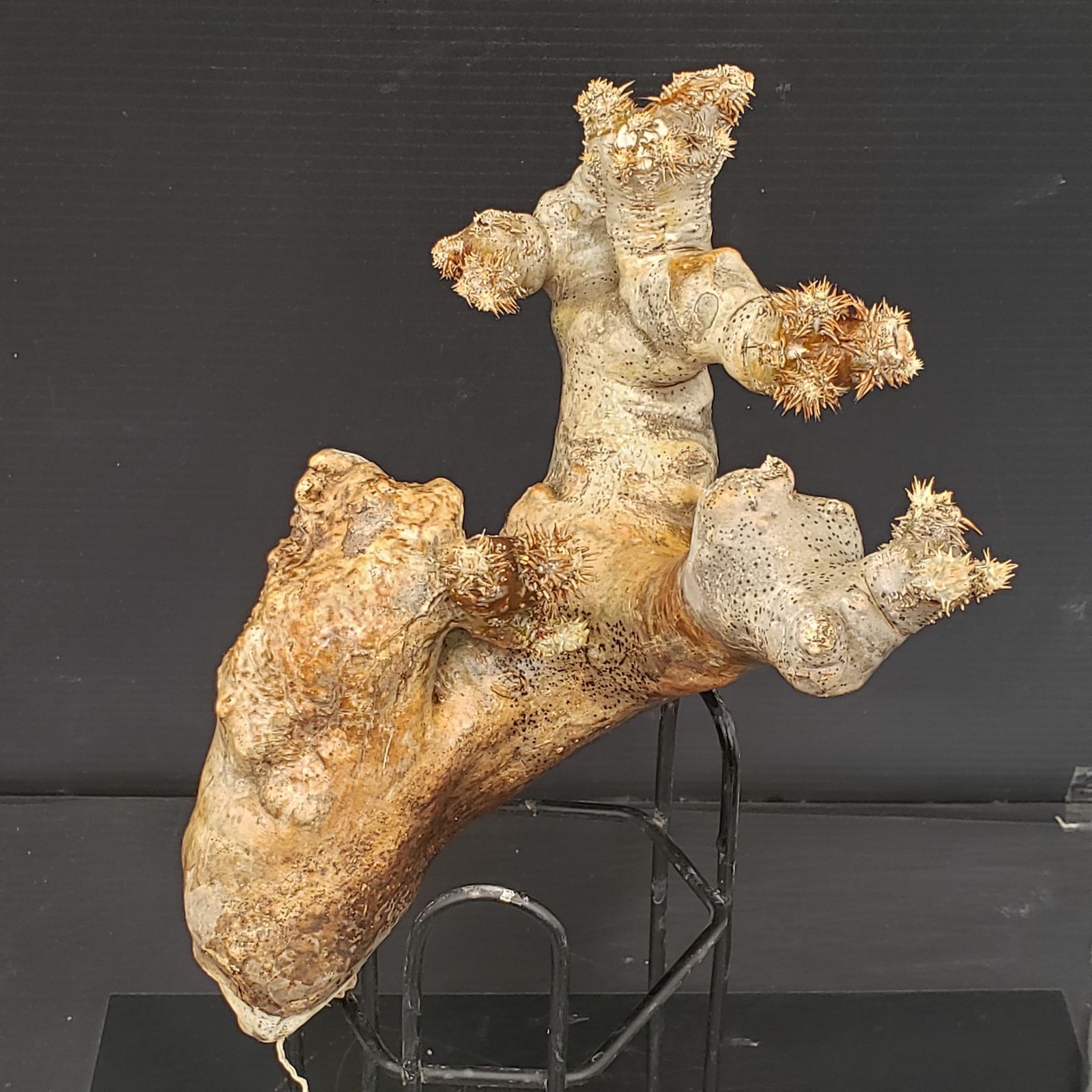 R075【自社養生株】Pachypodium ブレビカリックス（現地球・抜き苗