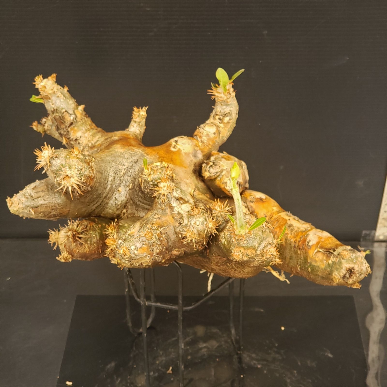 R076【自社養生株】Pachypodium ブレビカリックス（現地球・抜き苗