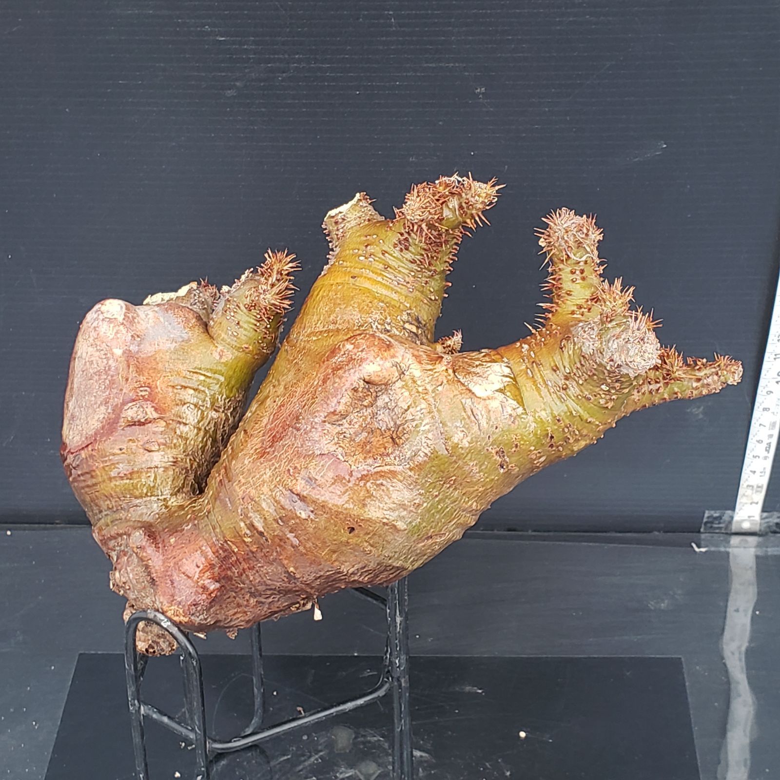 R077【自社養生株】Pachypodium マカイエンセ（現地球・抜き苗）【塊根