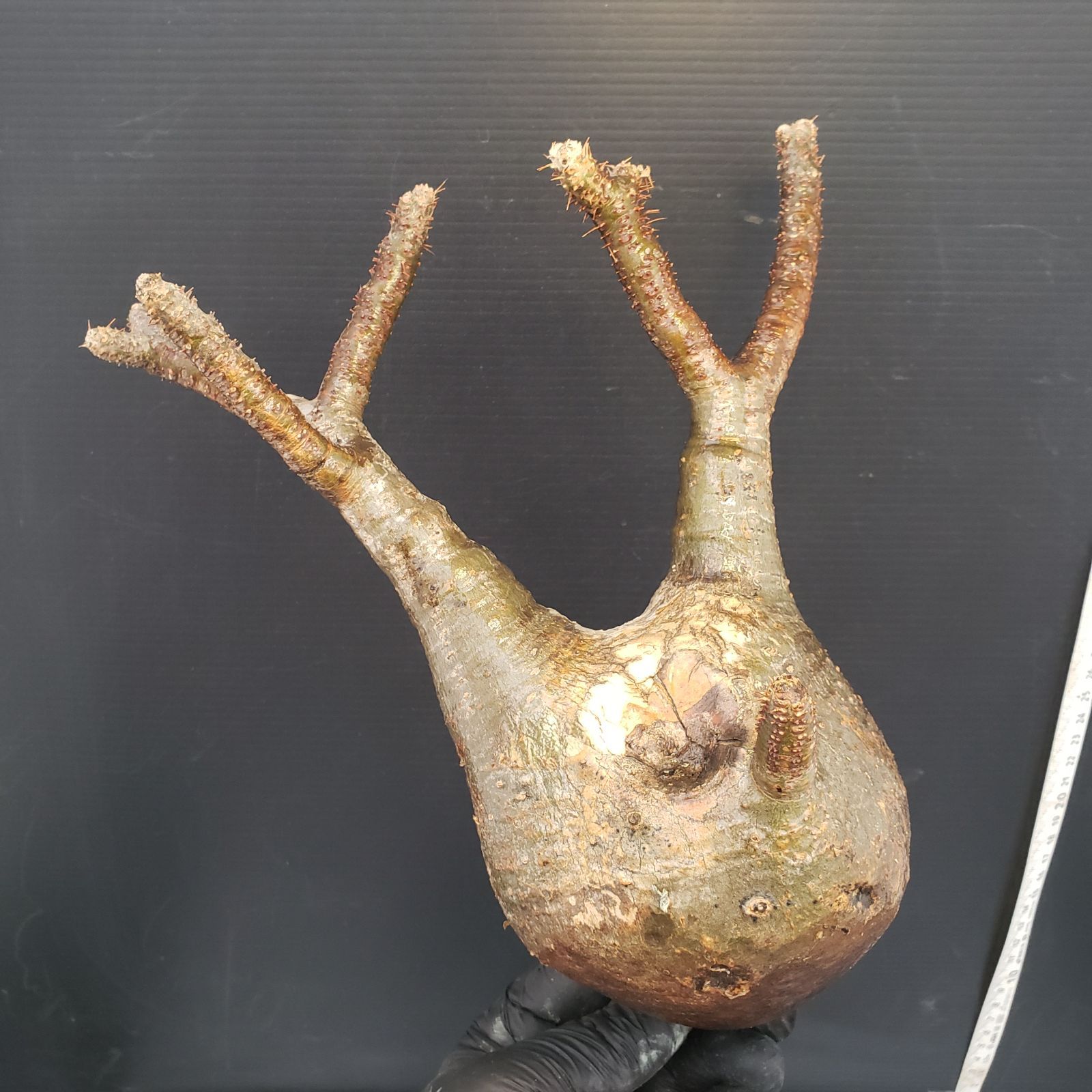 R079【最新到着】Pachypodium グラキリス（MS）（現地球・抜き苗