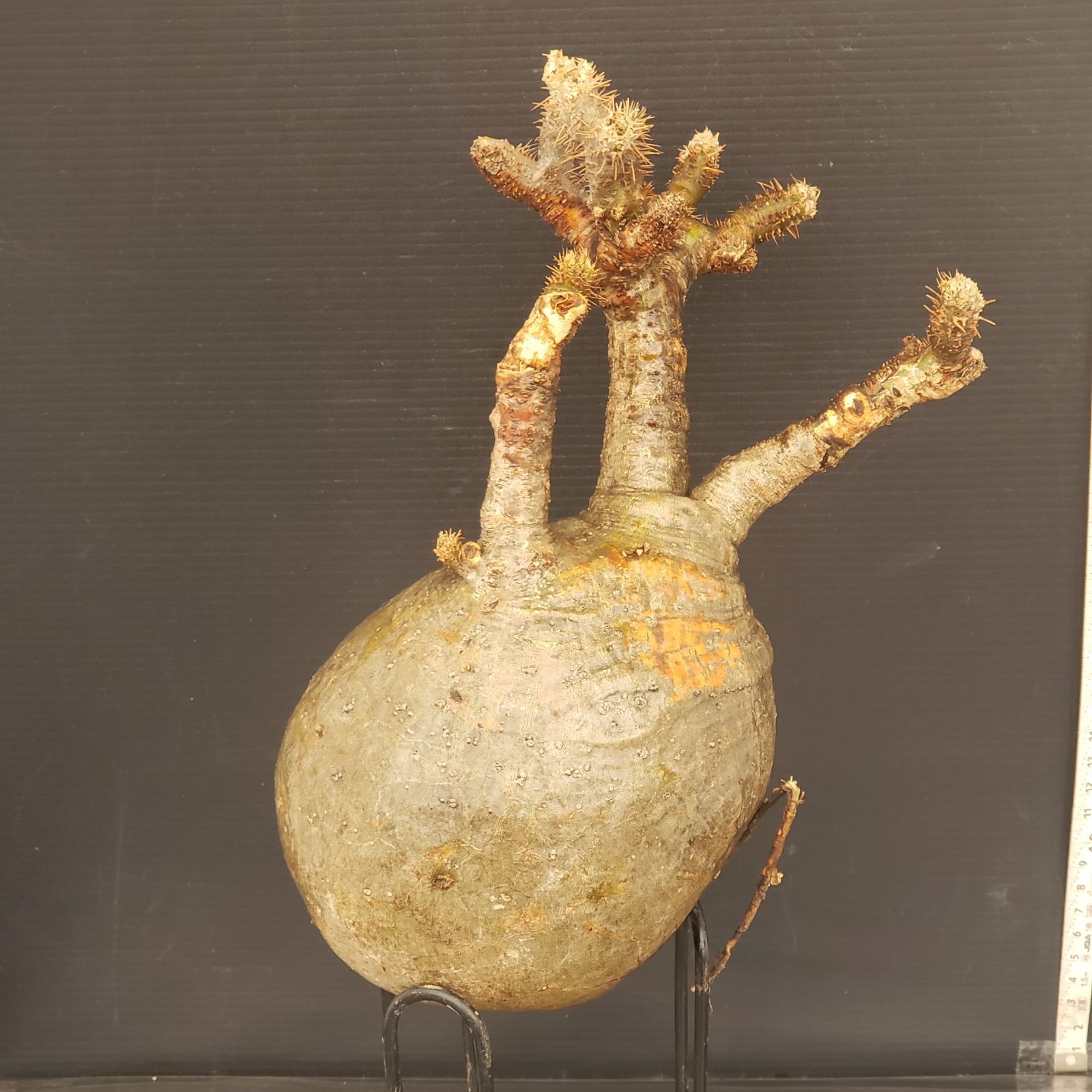 R085【最新到着】Pachypodium グラキリス（ML）（現地球・抜き苗